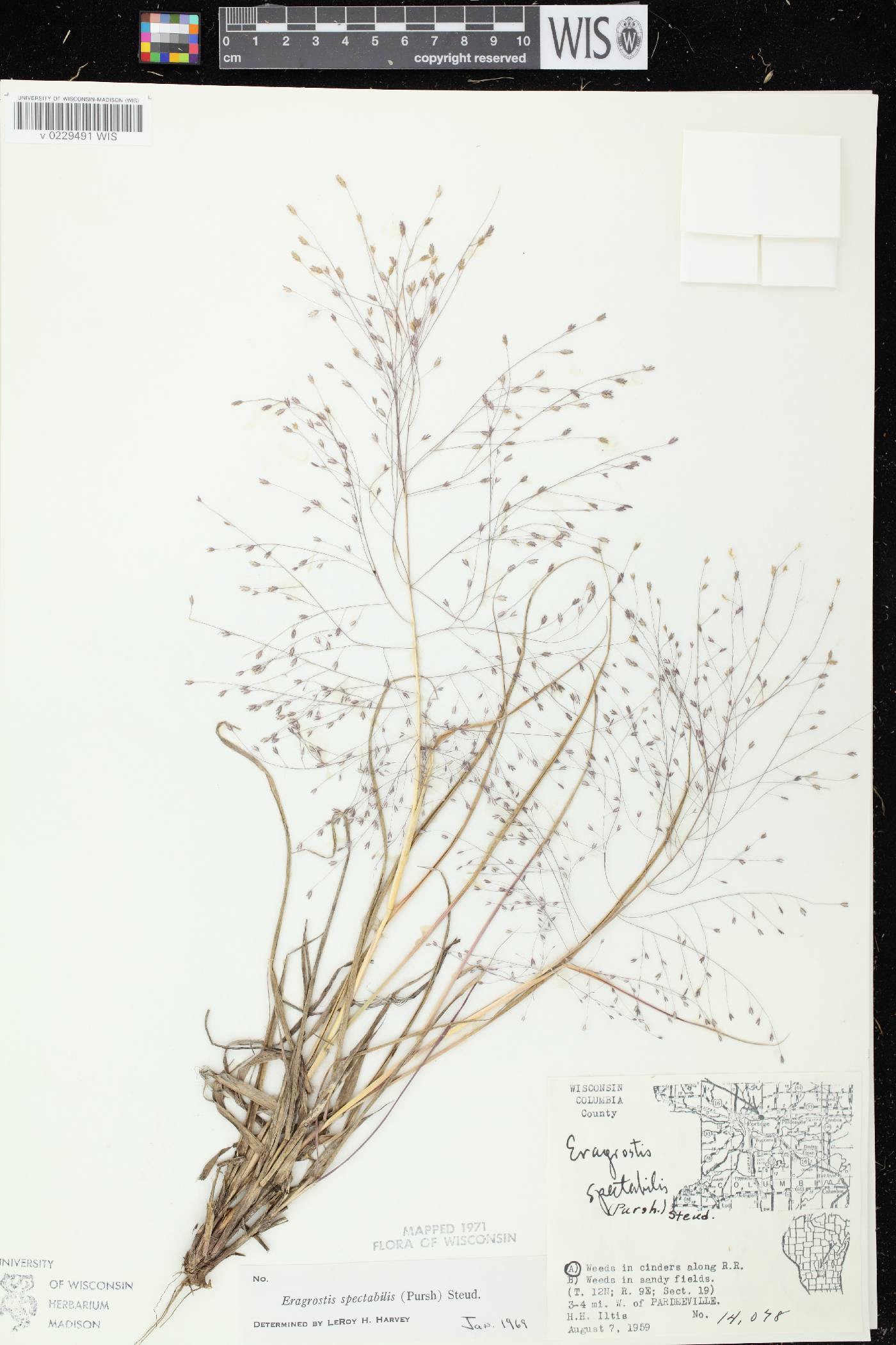 Eragrostis spectabilis image