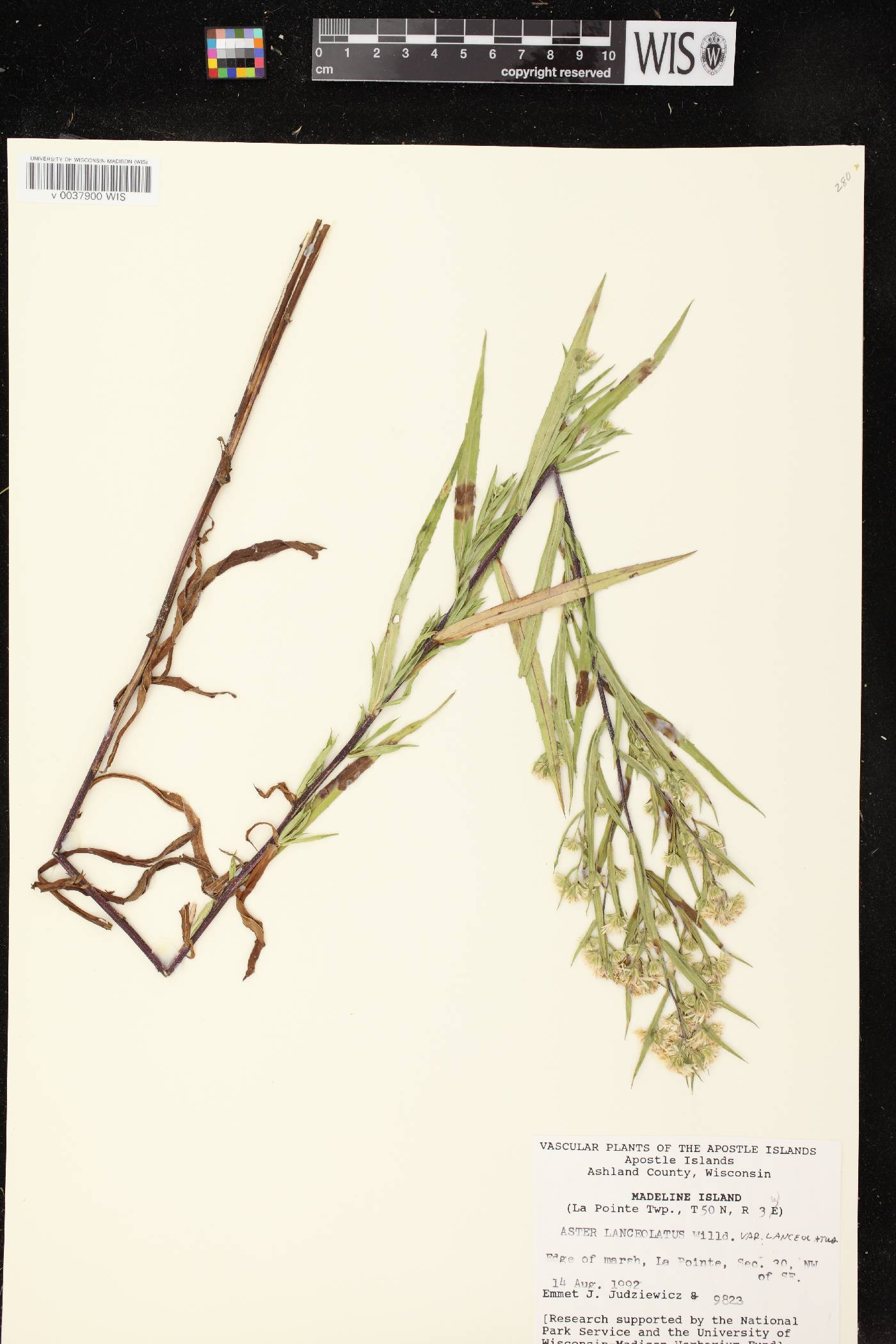 Symphyotrichum lanceolatum image