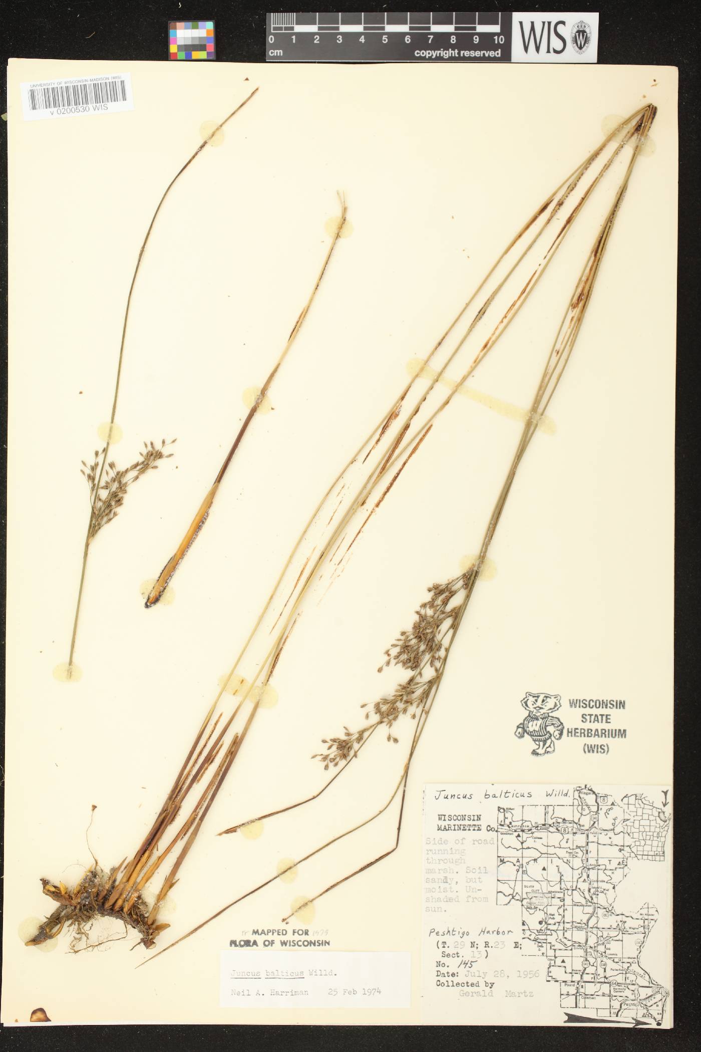 Juncus balticus subsp. littoralis image