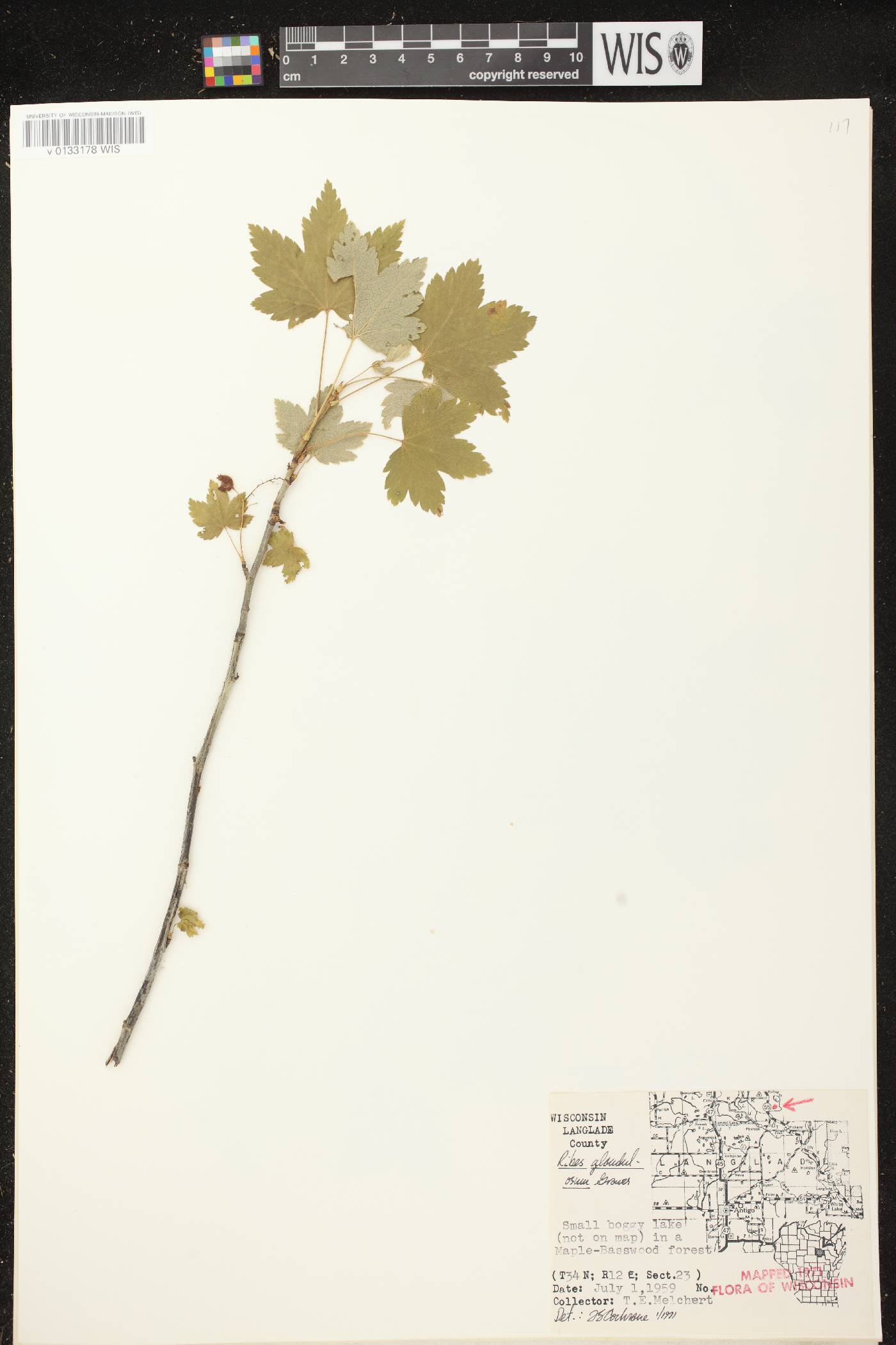 Ribes glandulosum image