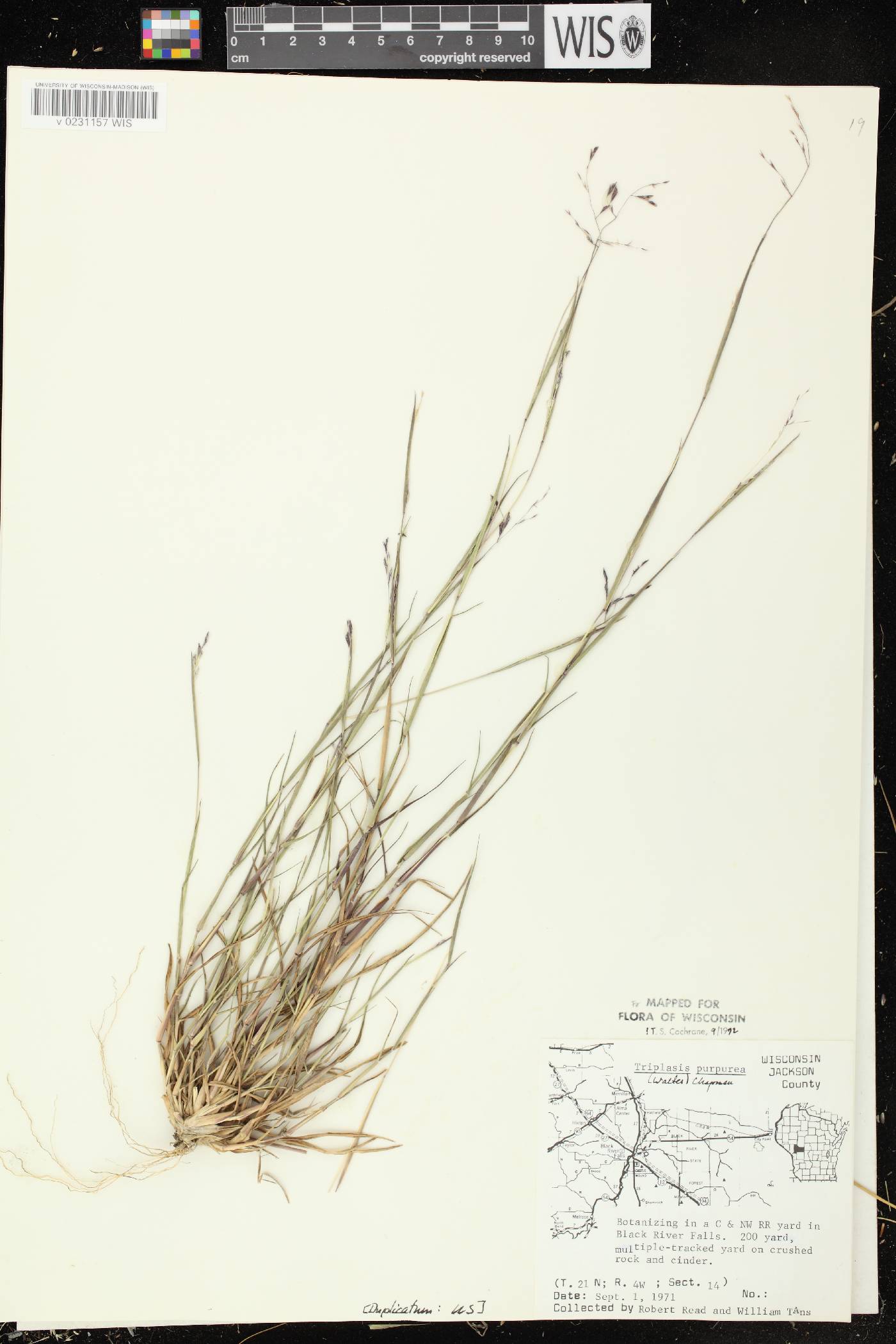 Triplasis purpurea image