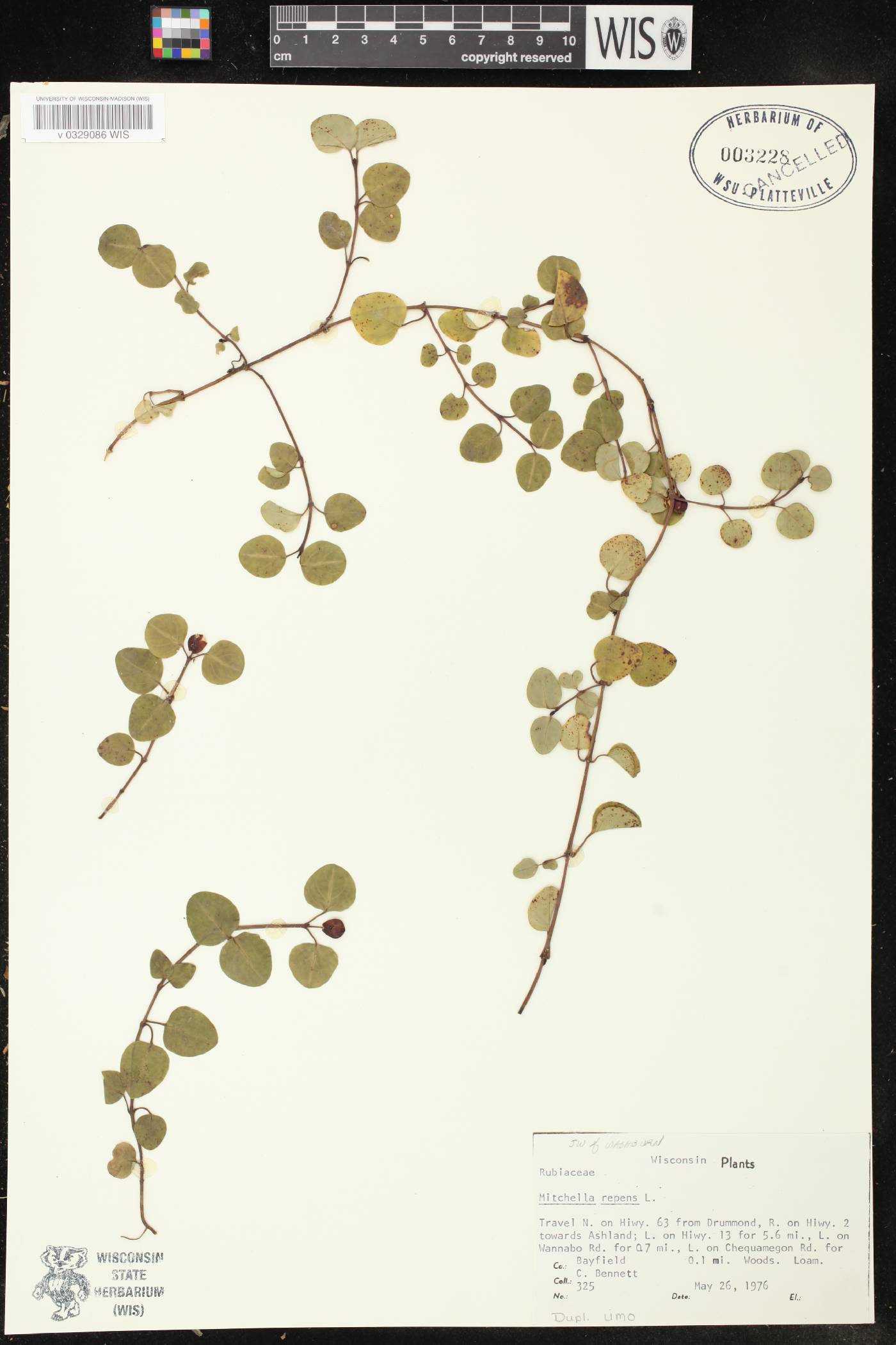 Mitchella repens image