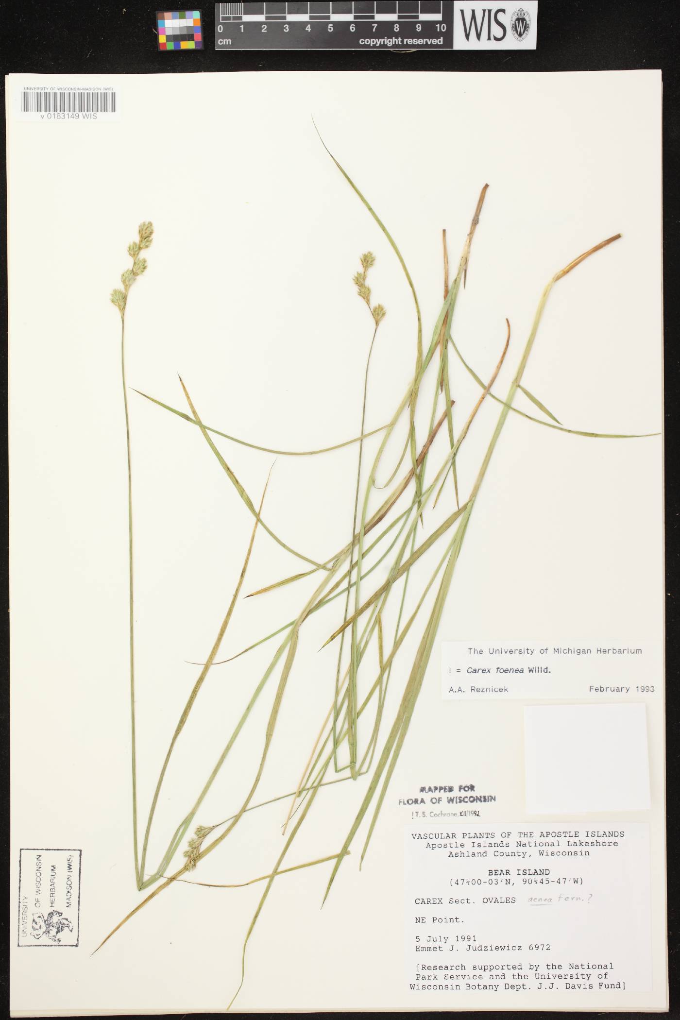 Carex foenea image