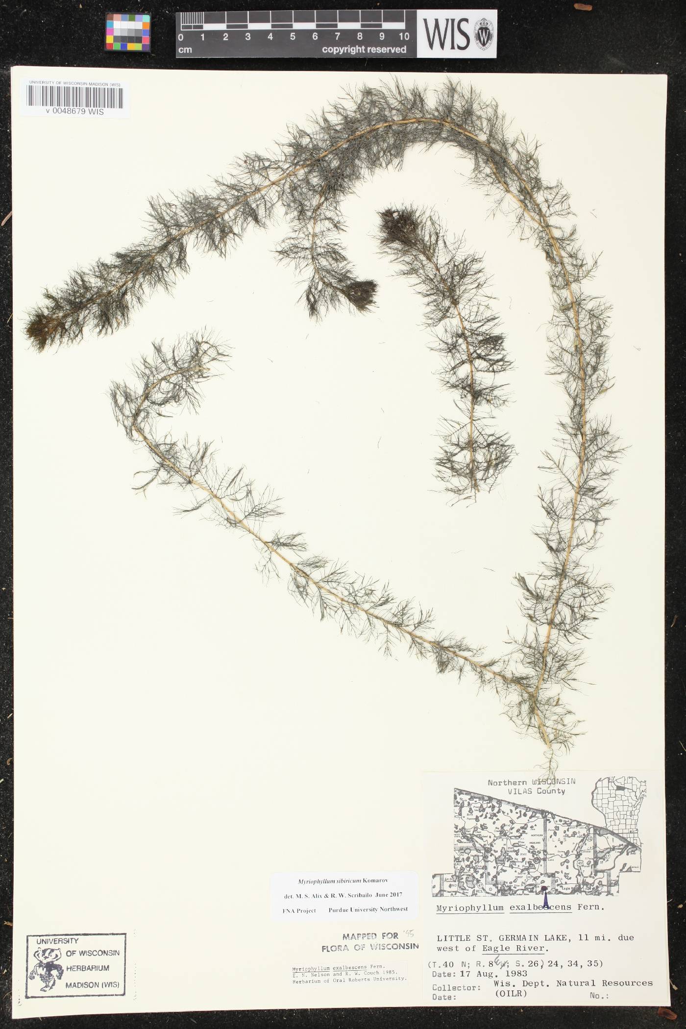 Myriophyllum sibiricum image