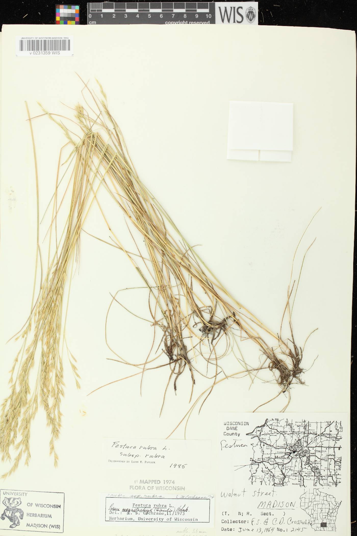 Festuca rubra subsp. rubra image