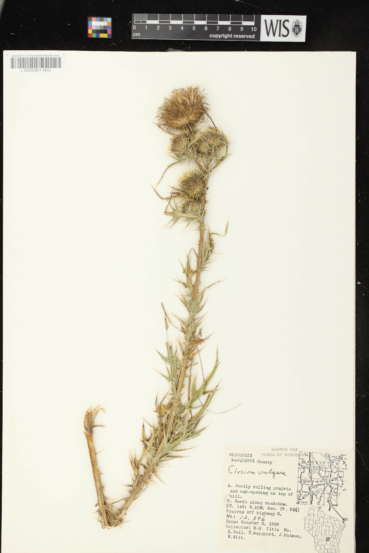 Cirsium vulgare image