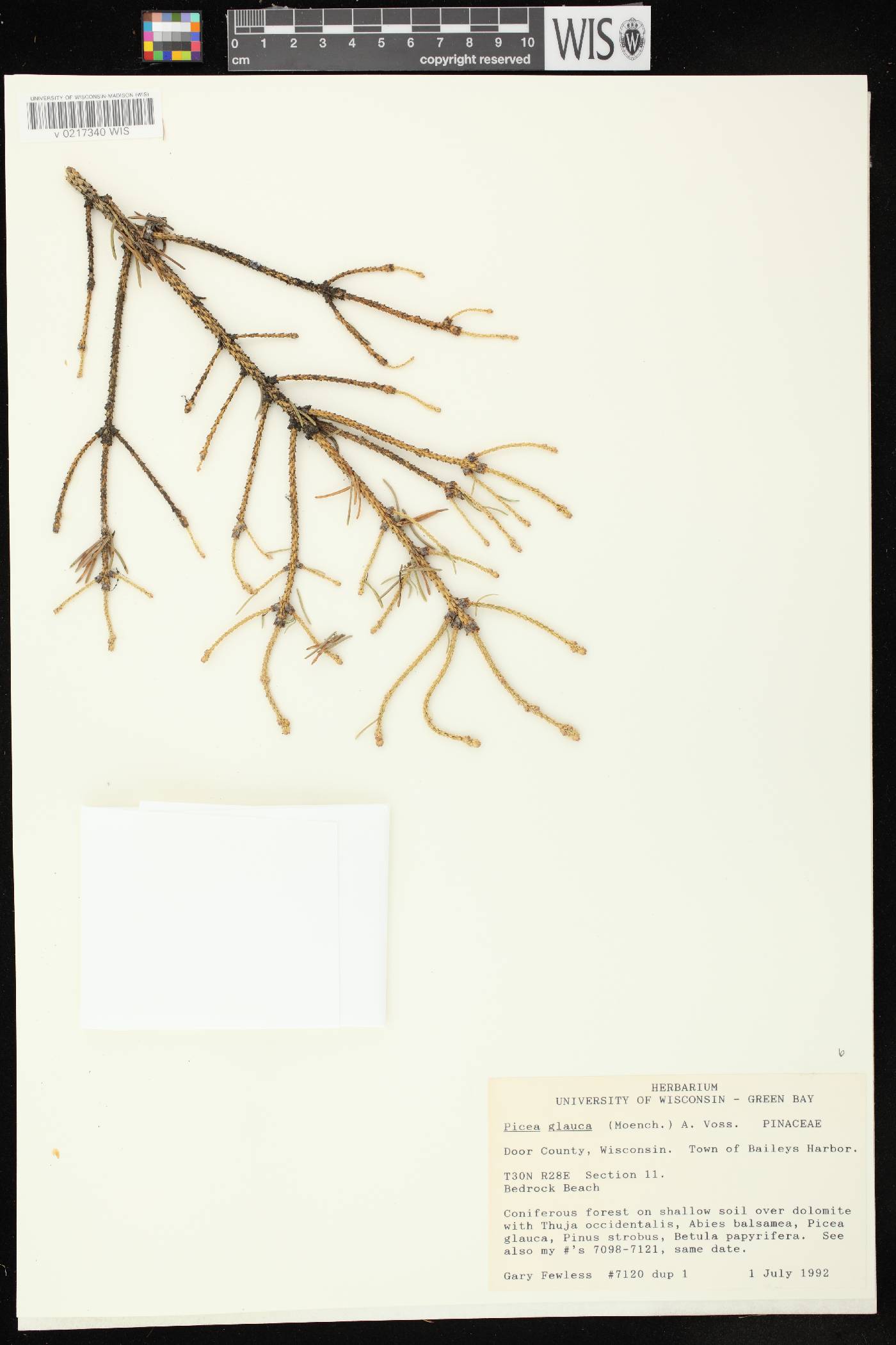 Picea glauca image