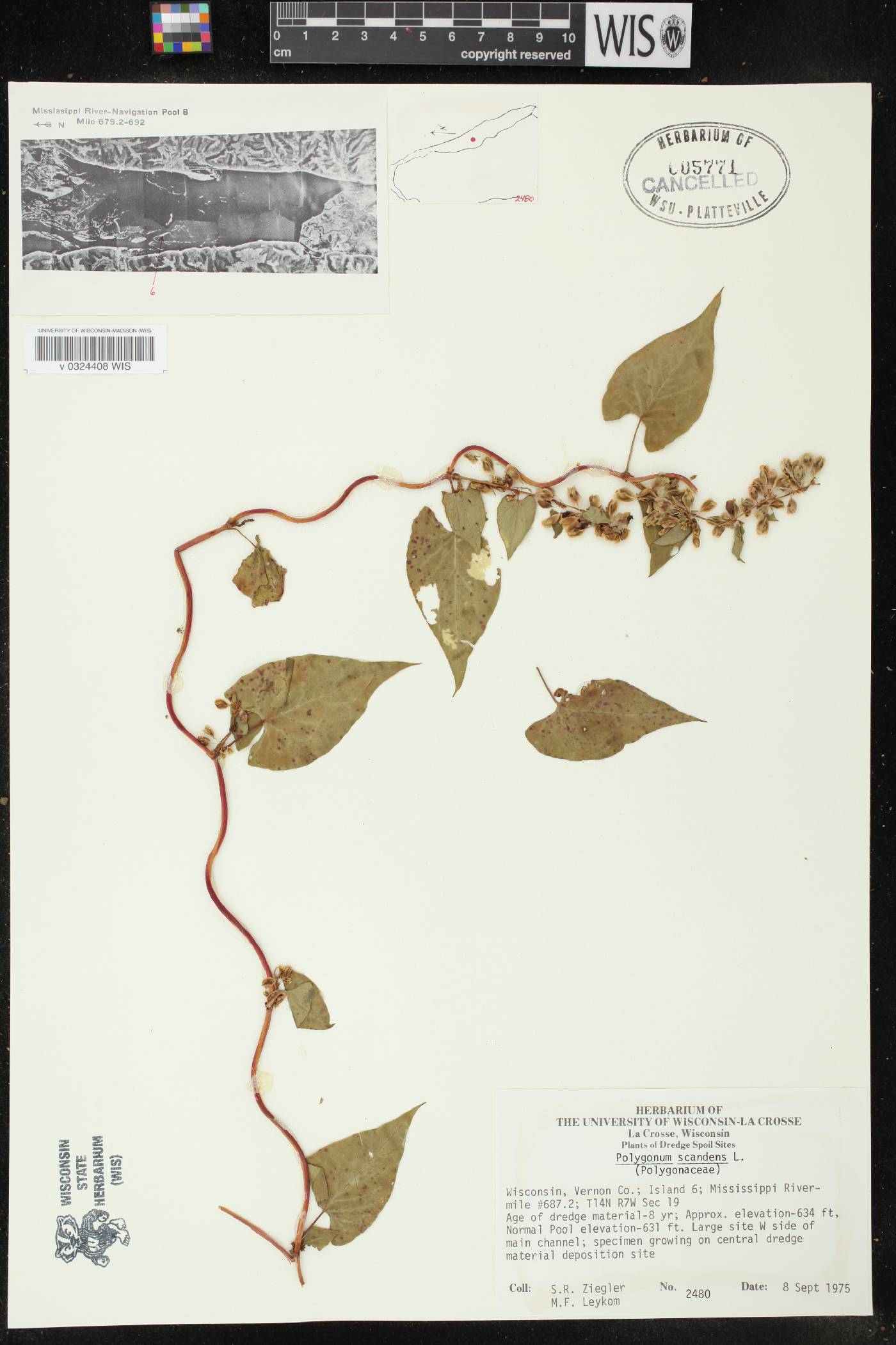 Fallopia scandens image
