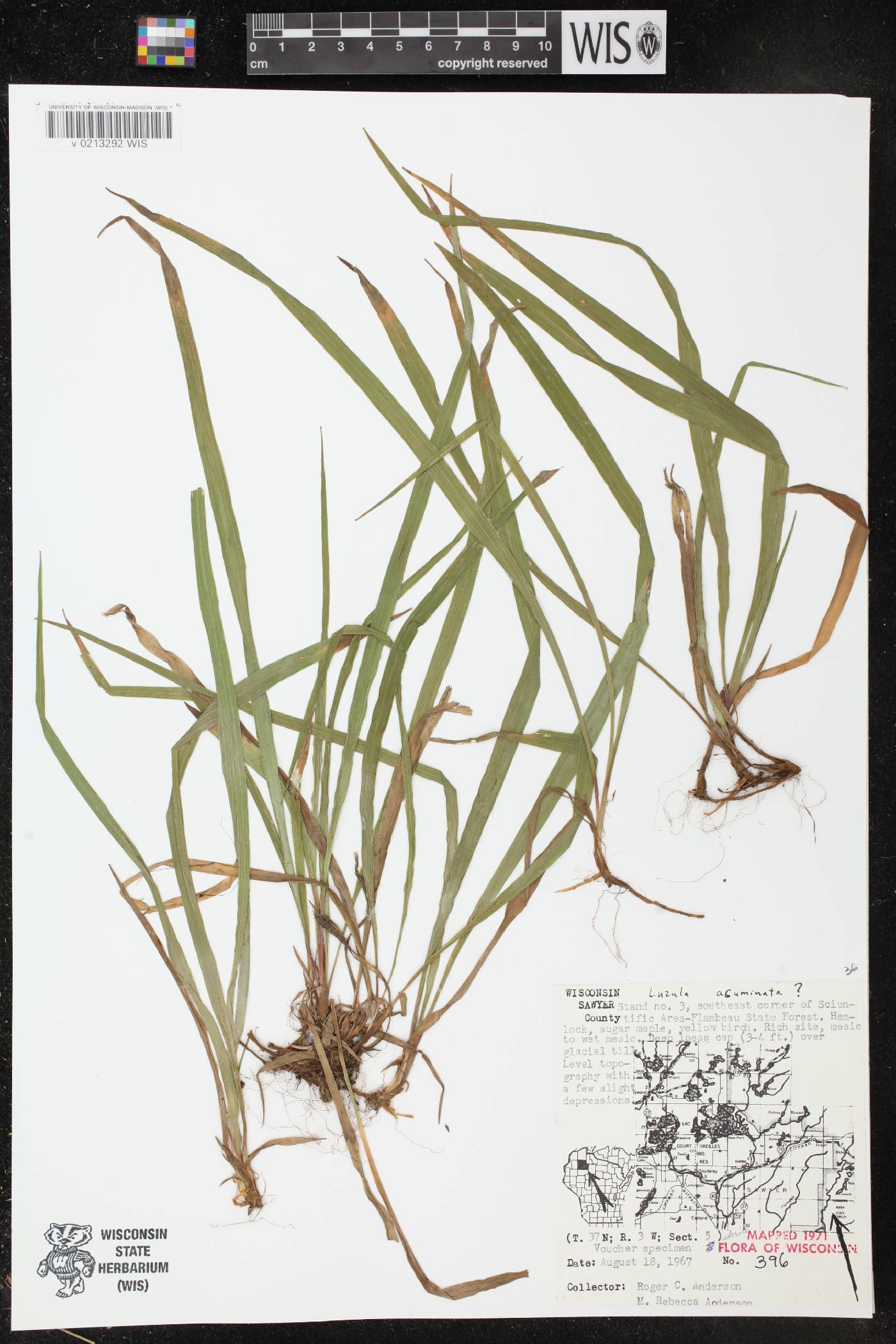 Luzula acuminata image