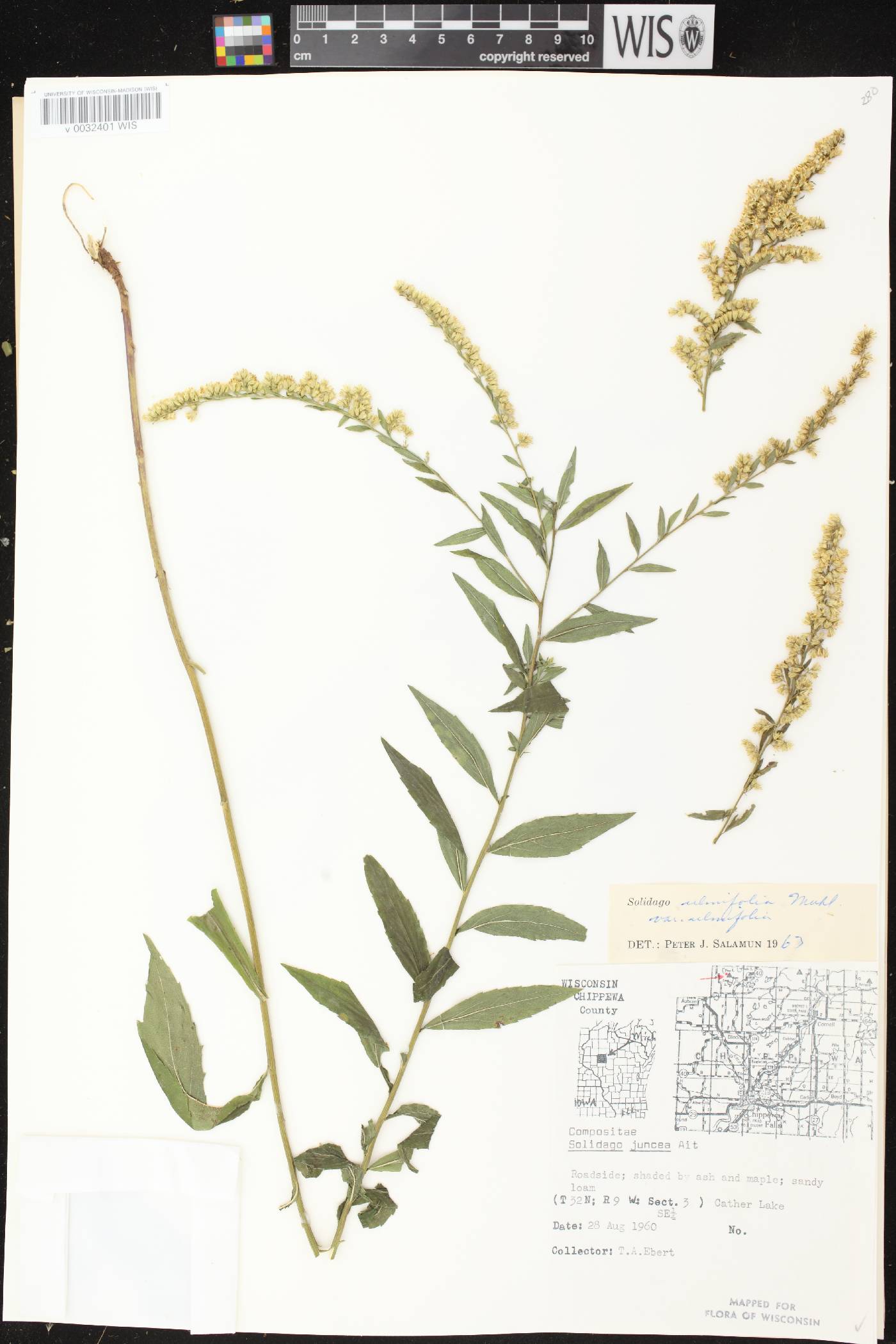 Solidago ulmifolia var. ulmifolia image