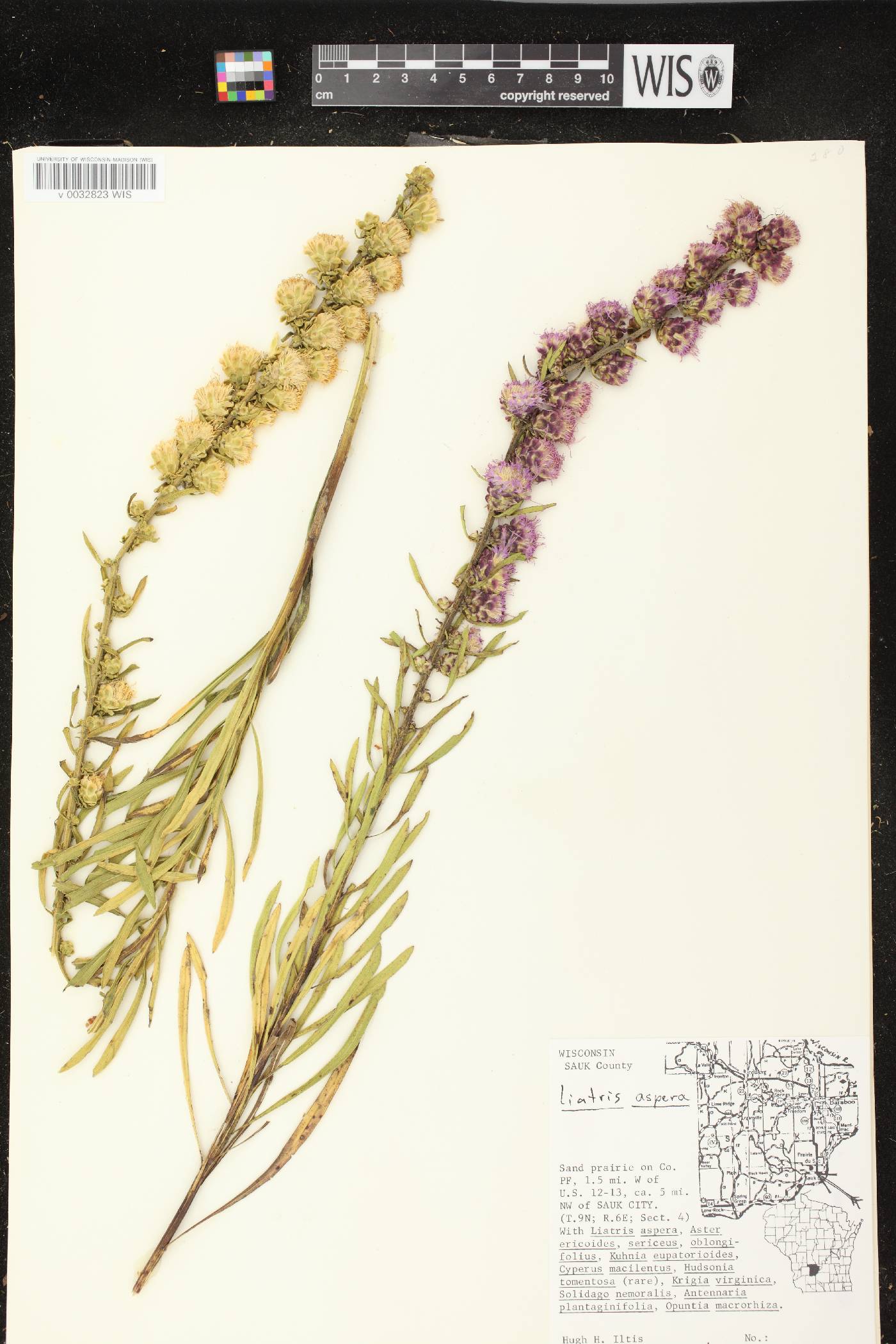 Liatris aspera image
