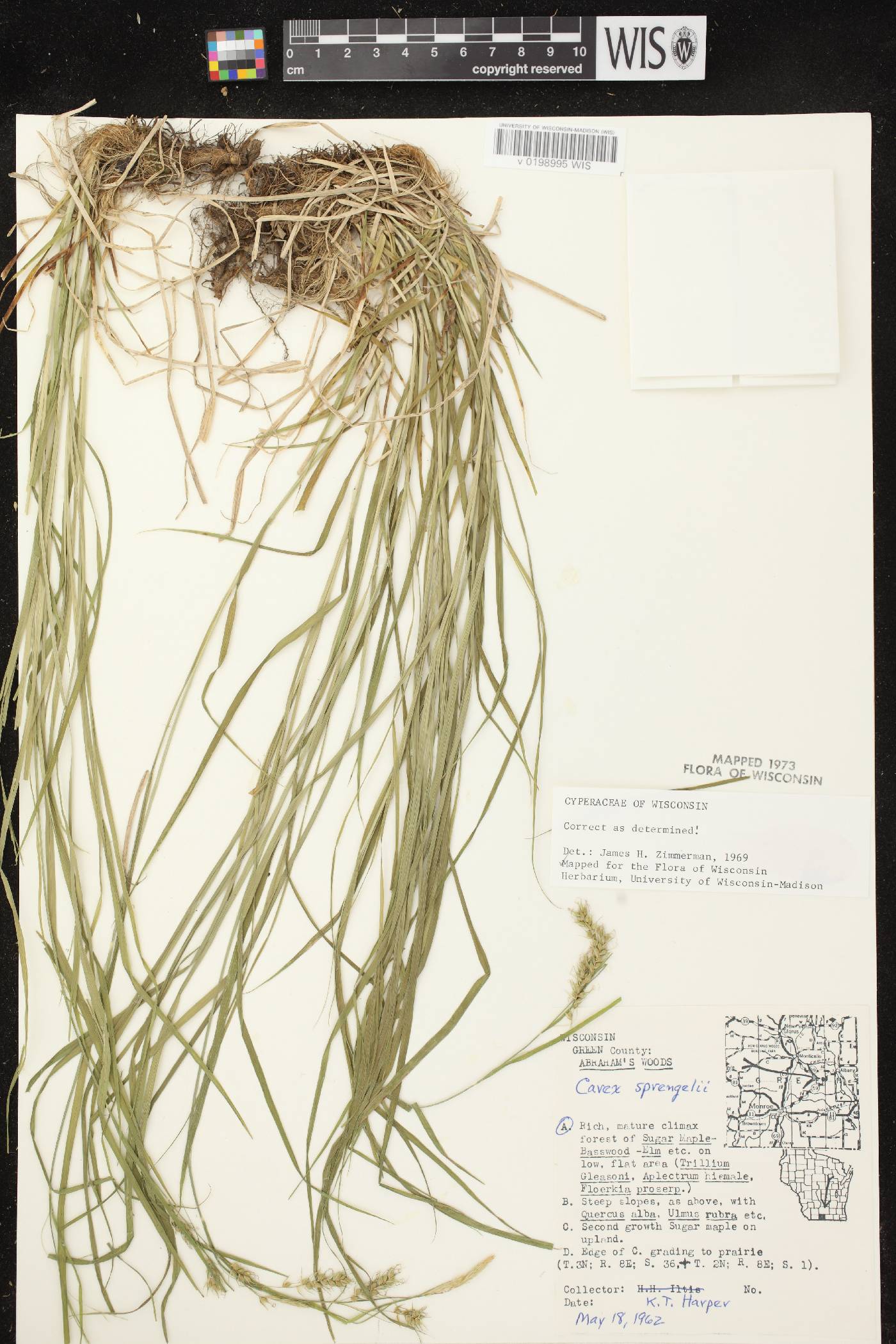 Carex sprengelii image