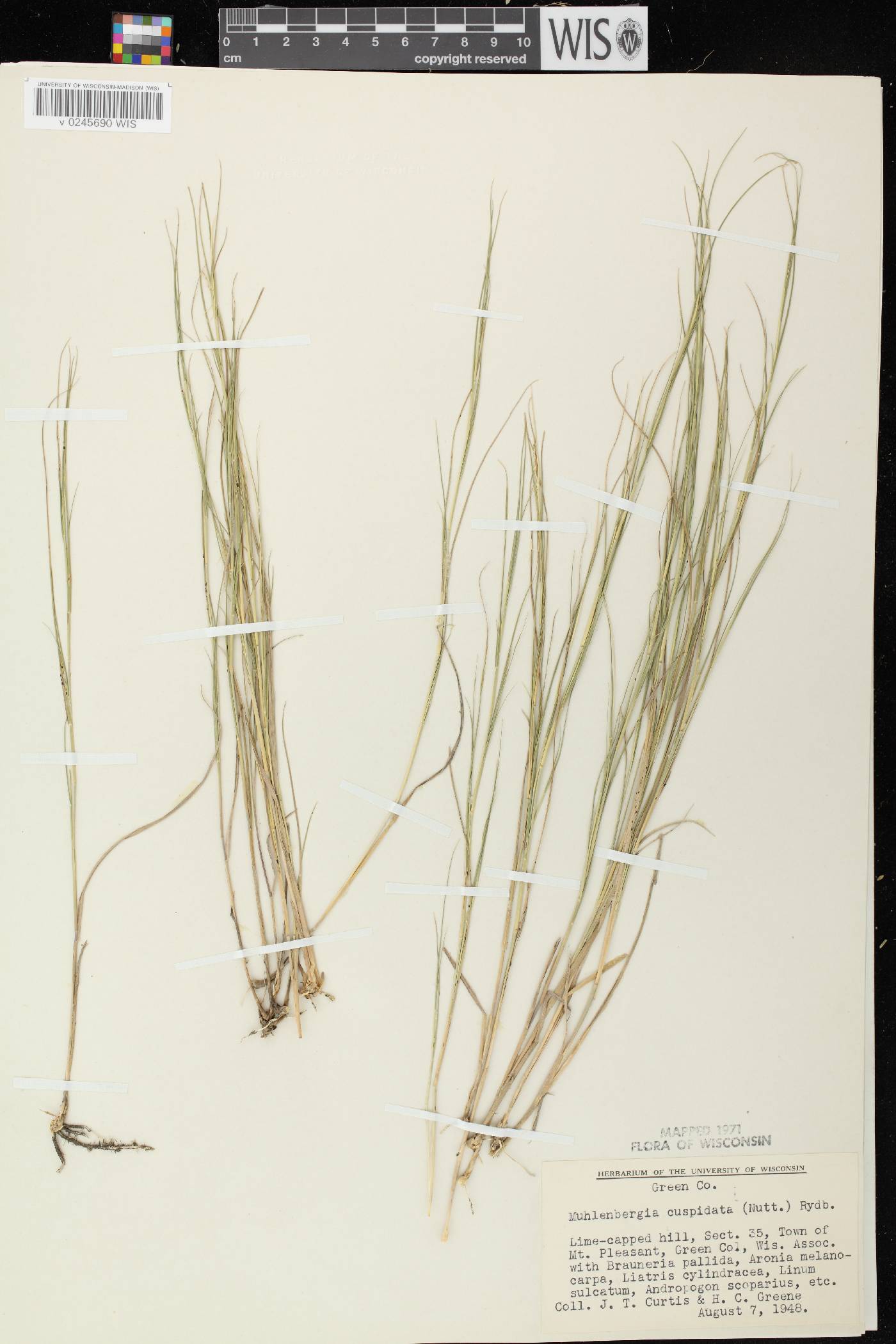 Muhlenbergia cuspidata image