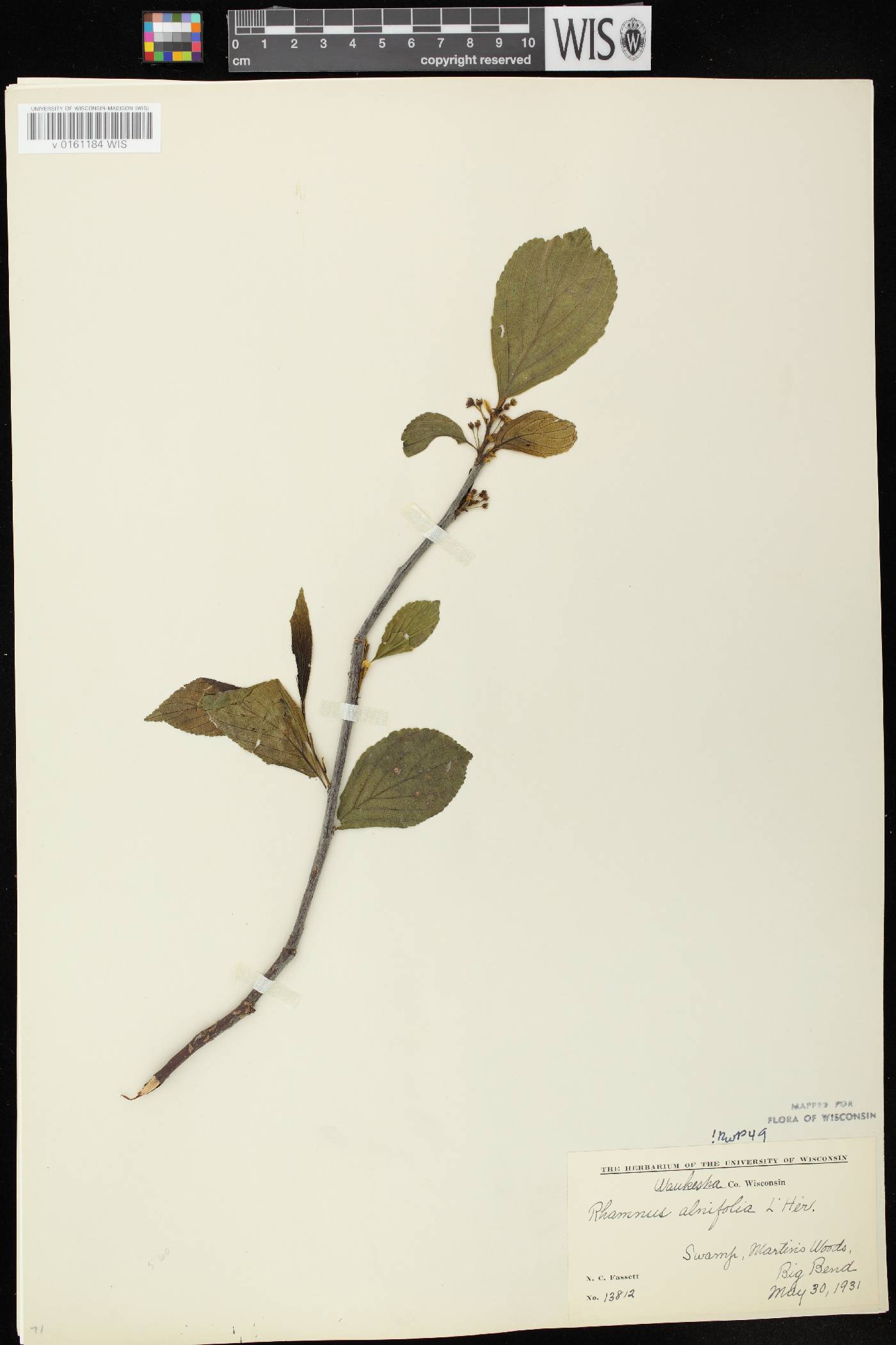 Rhamnus alnifolia image