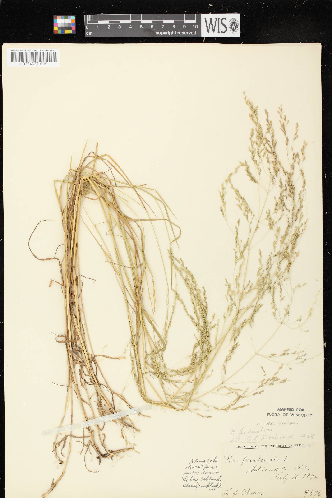 Poa palustris image