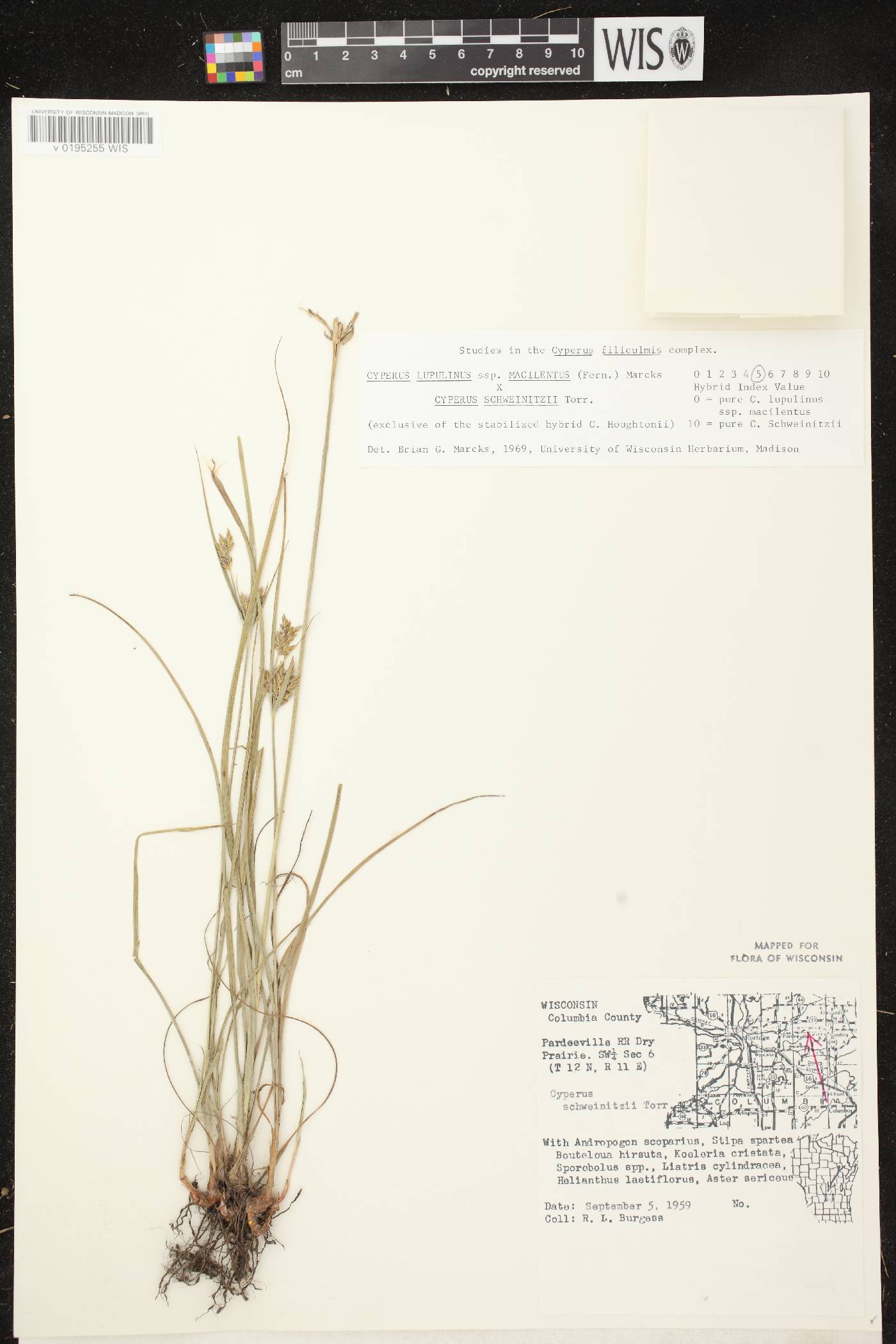Cyperus lupulinus image