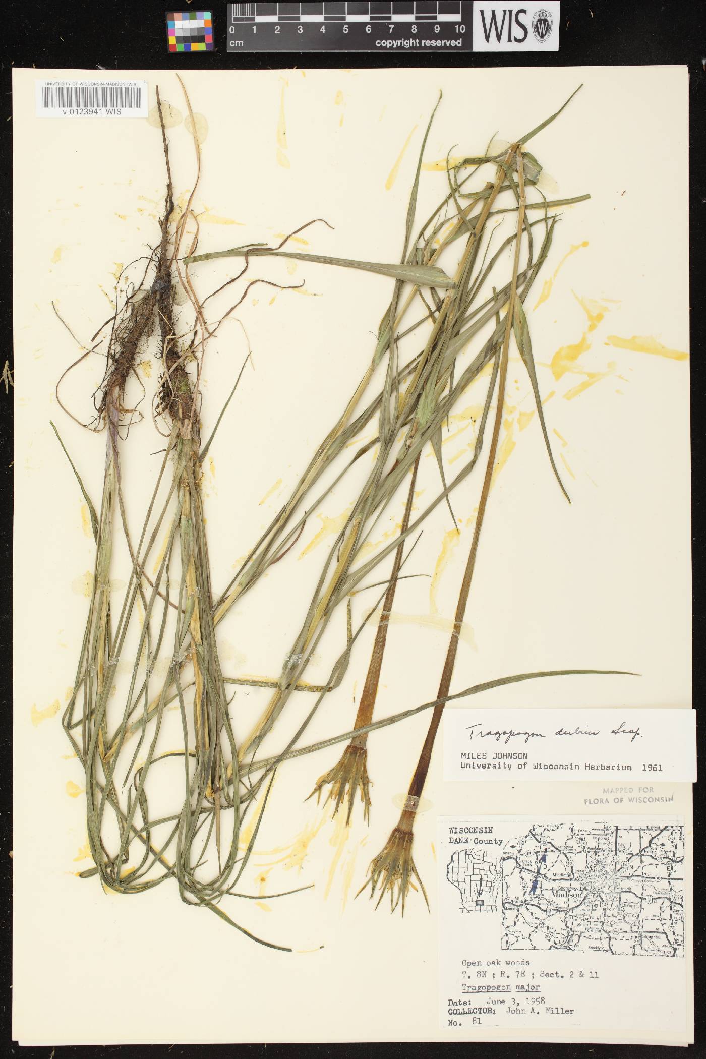 Tragopogon dubius image