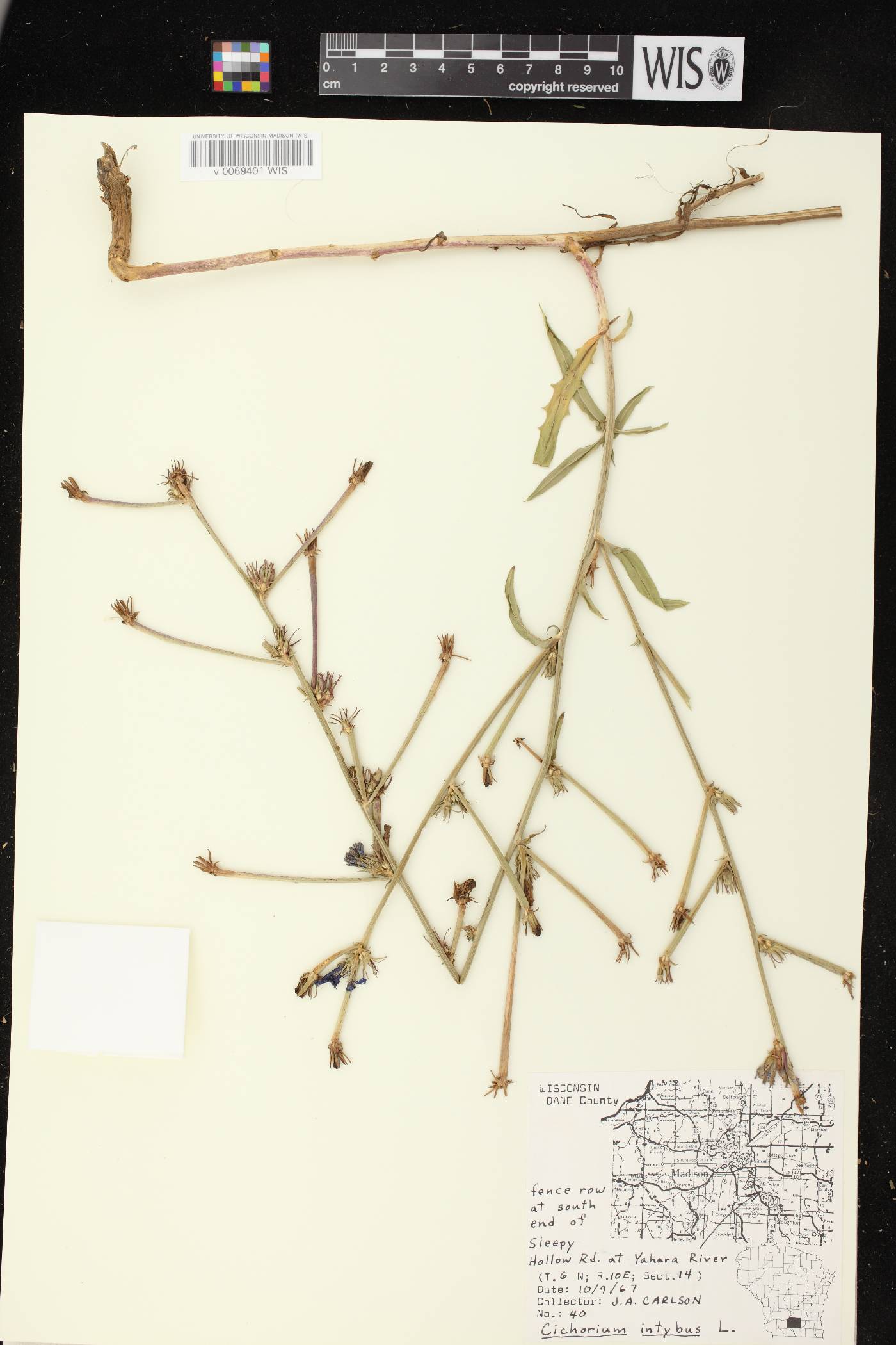 Cichorium intybus image