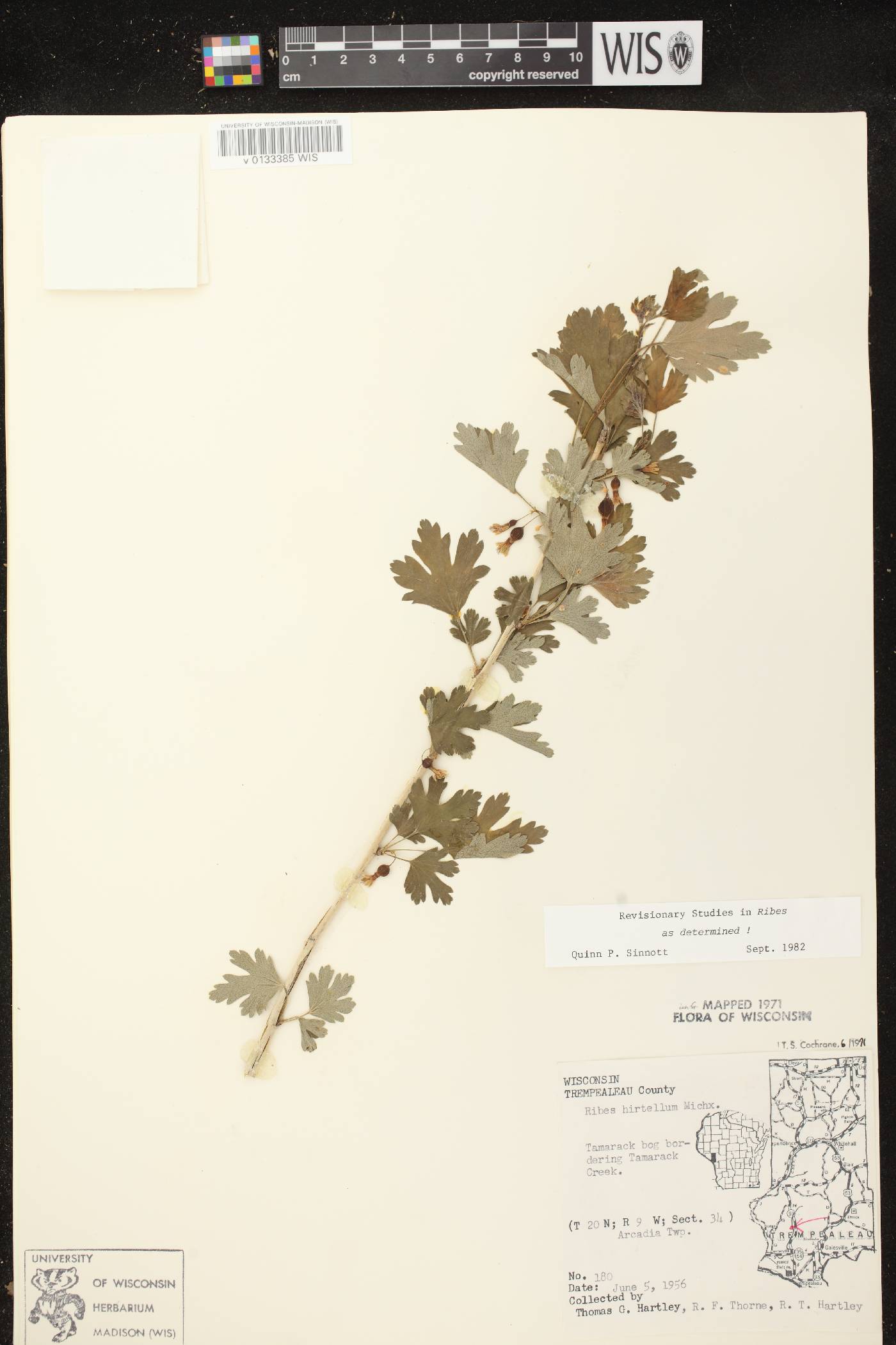 Ribes hirtellum image