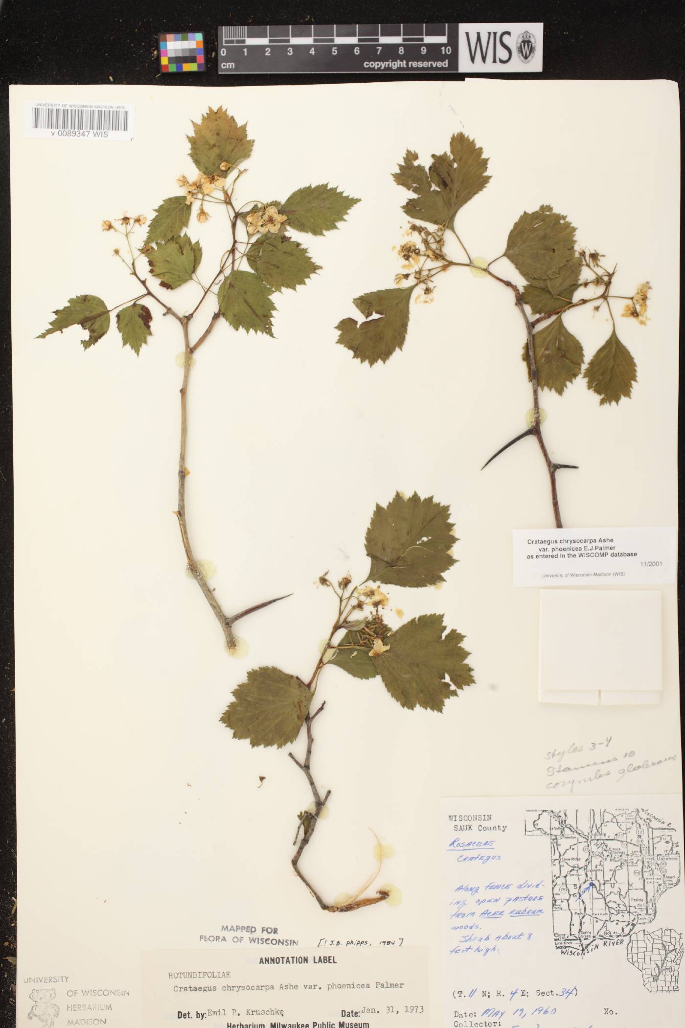Crataegus chrysocarpa var. chrysocarpa image