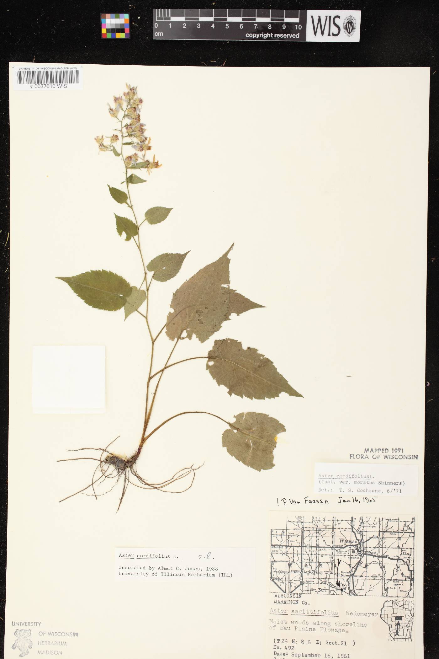 Symphyotrichum cordifolium image