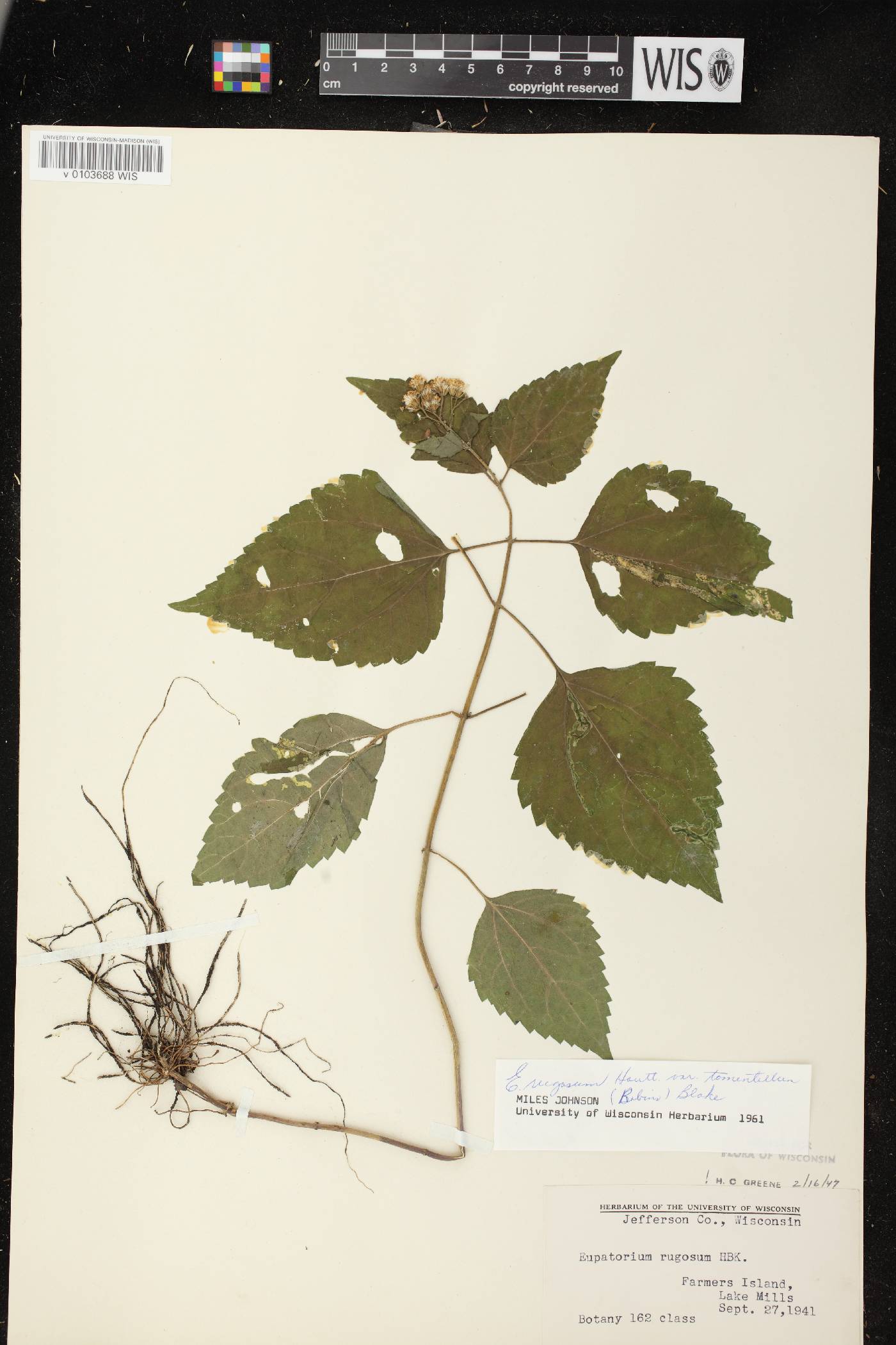 Ageratina altissima image