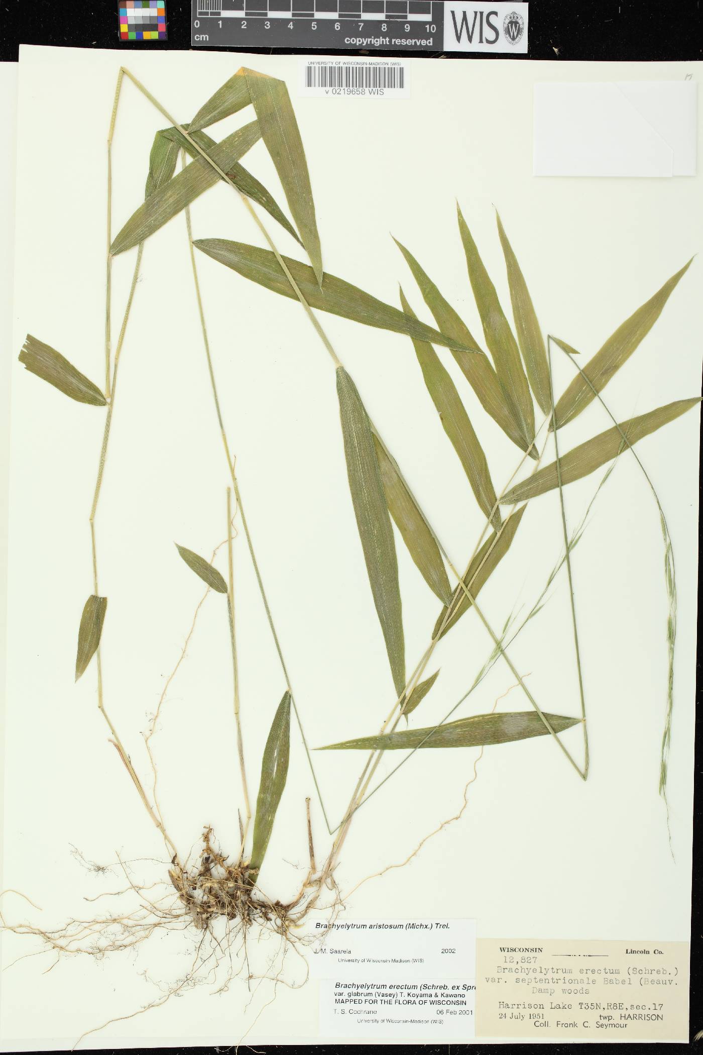 Brachyelytrum aristosum image