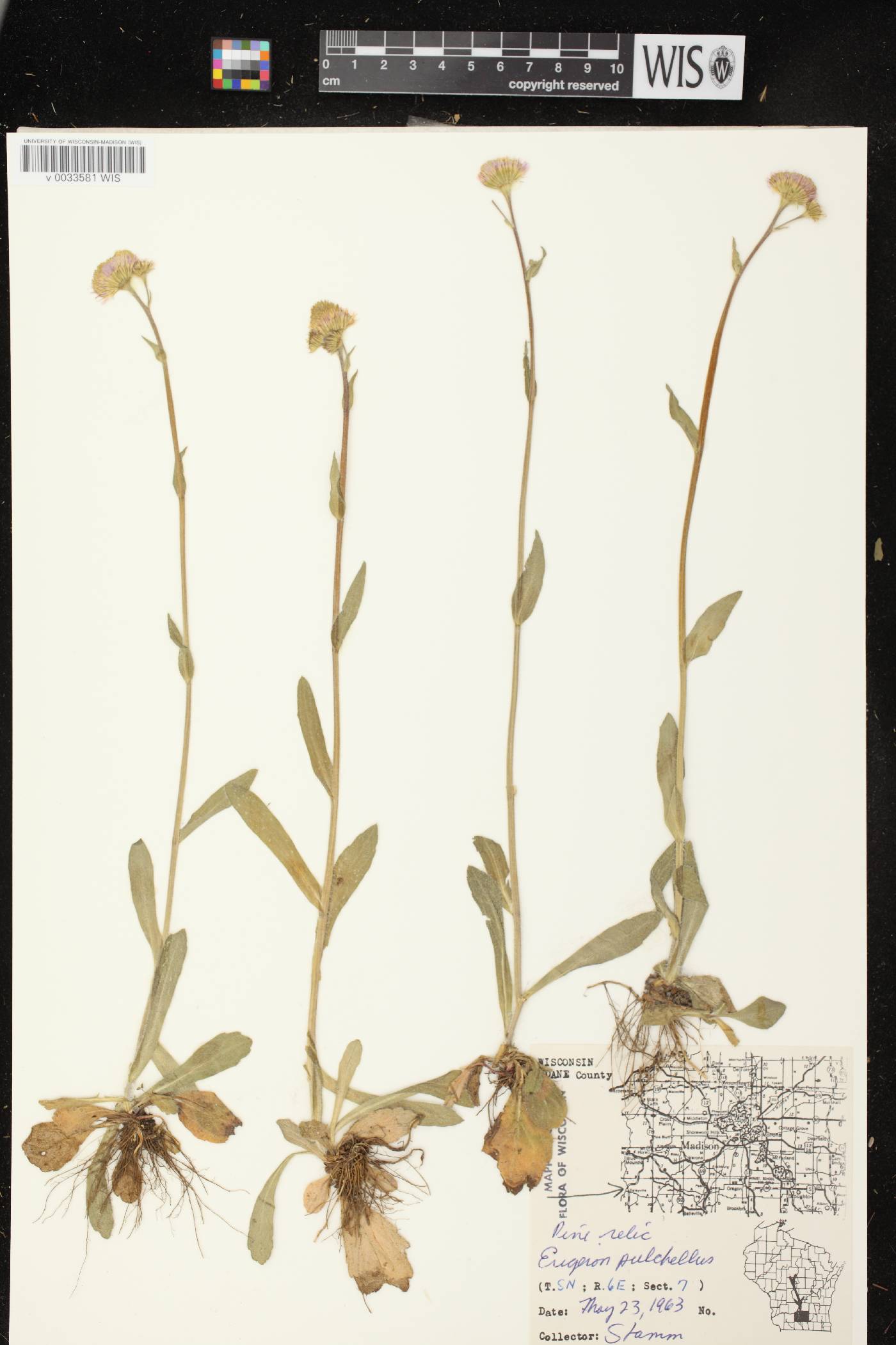Erigeron pulchellus image