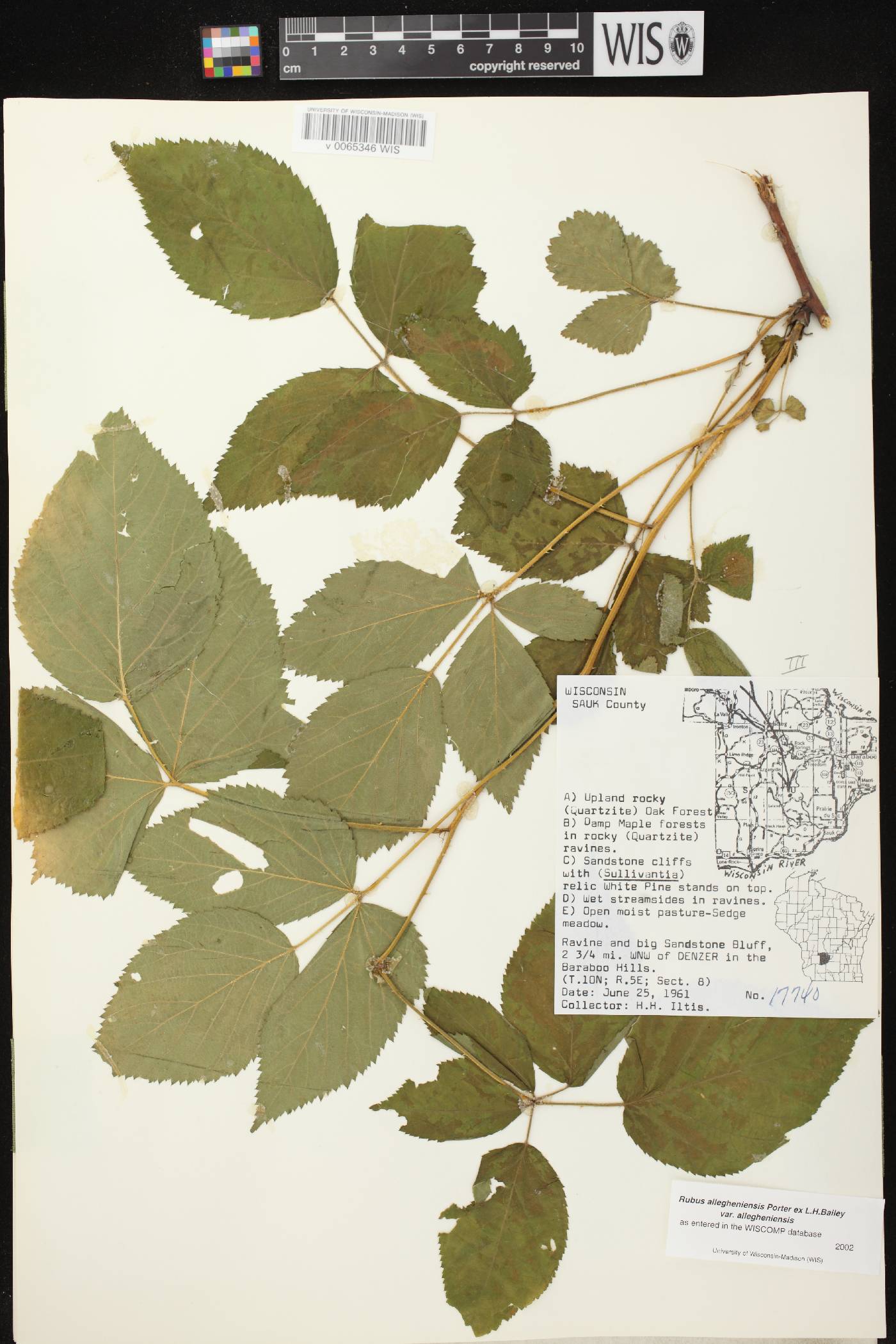 Rubus allegheniensis image