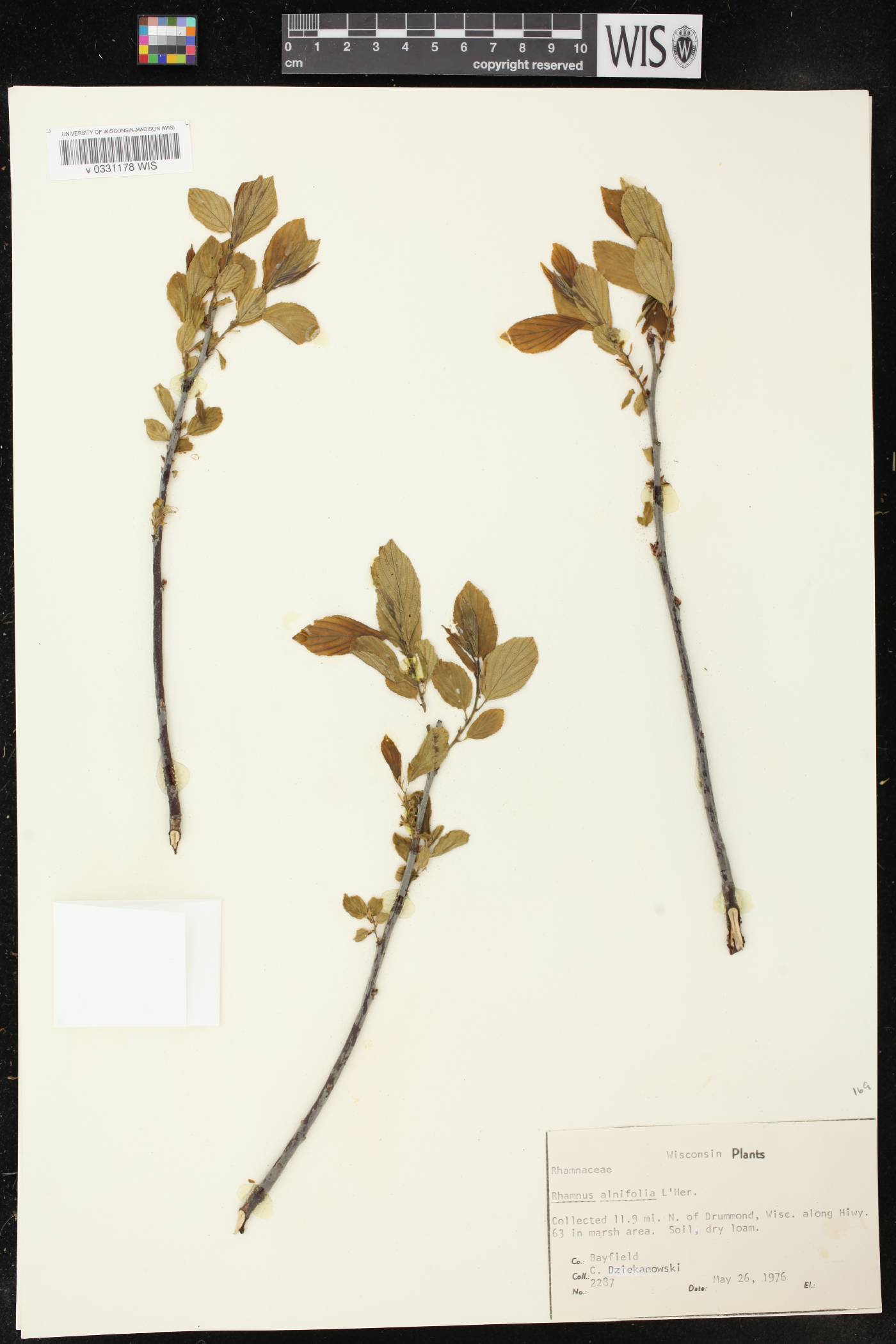 Rhamnus alnifolia image