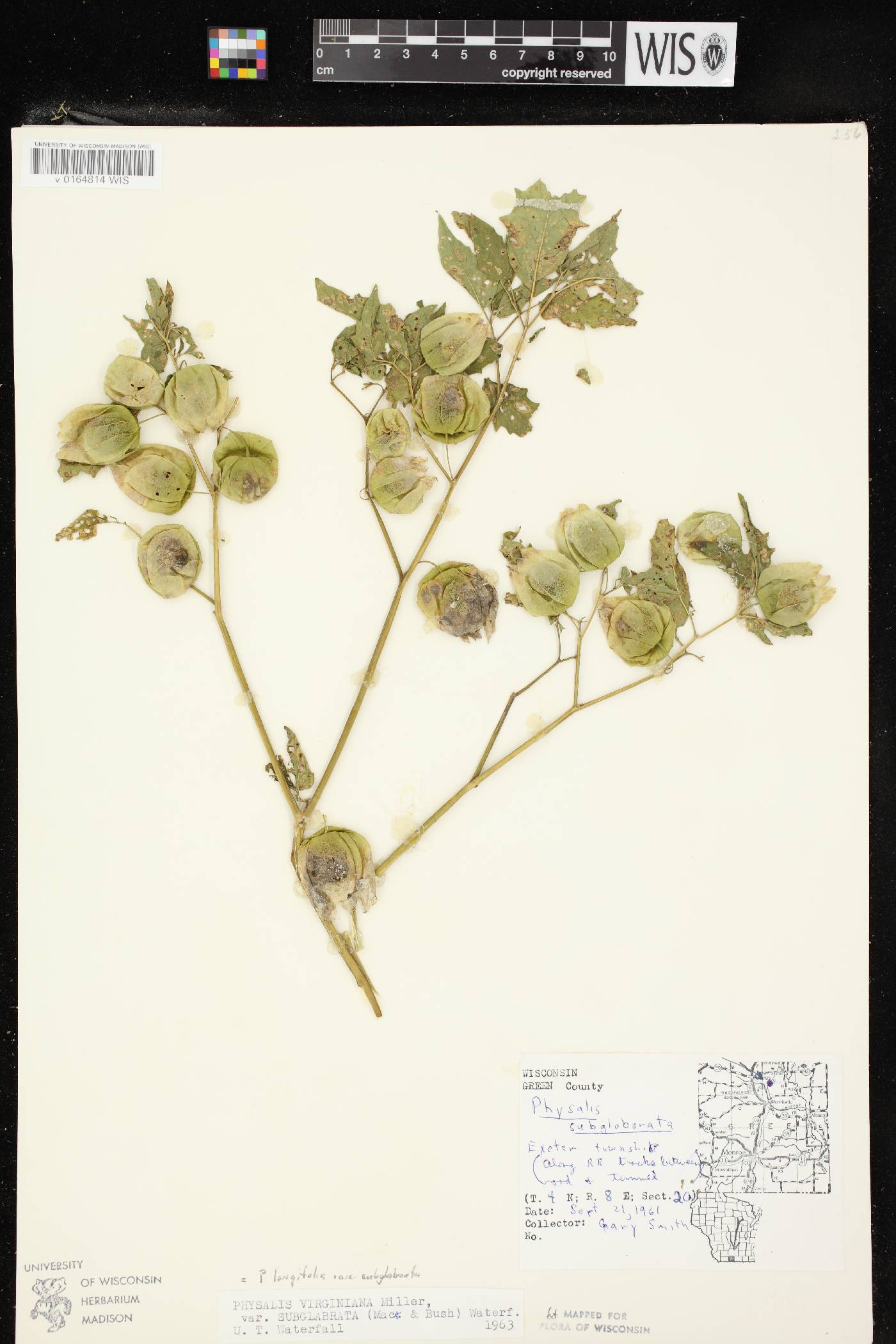 Physalis longifolia image