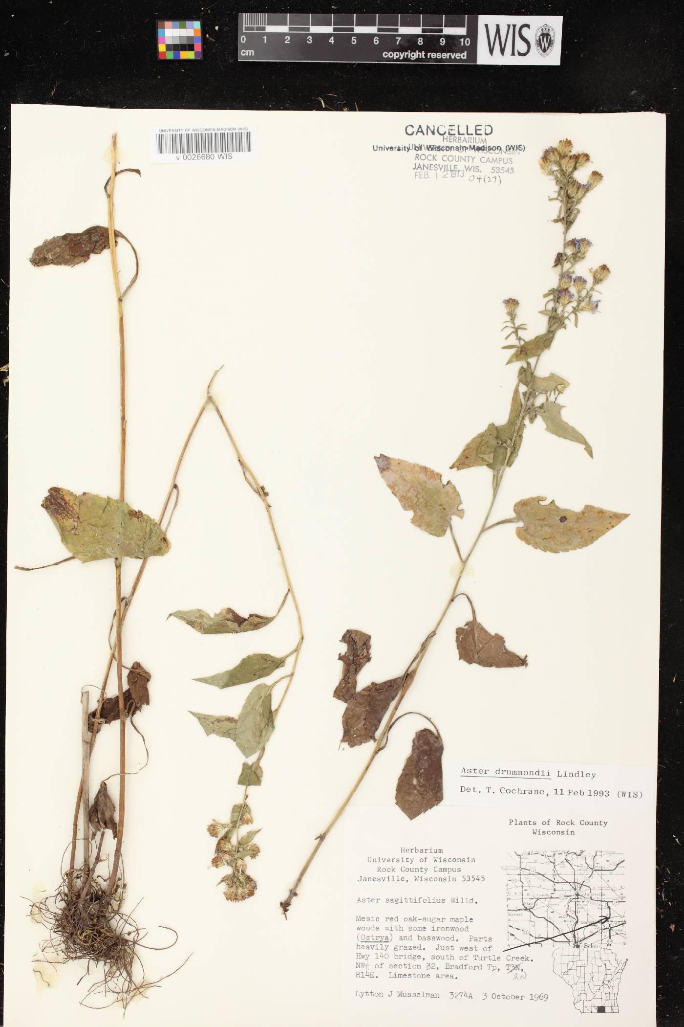Symphyotrichum drummondii var. drummondii image
