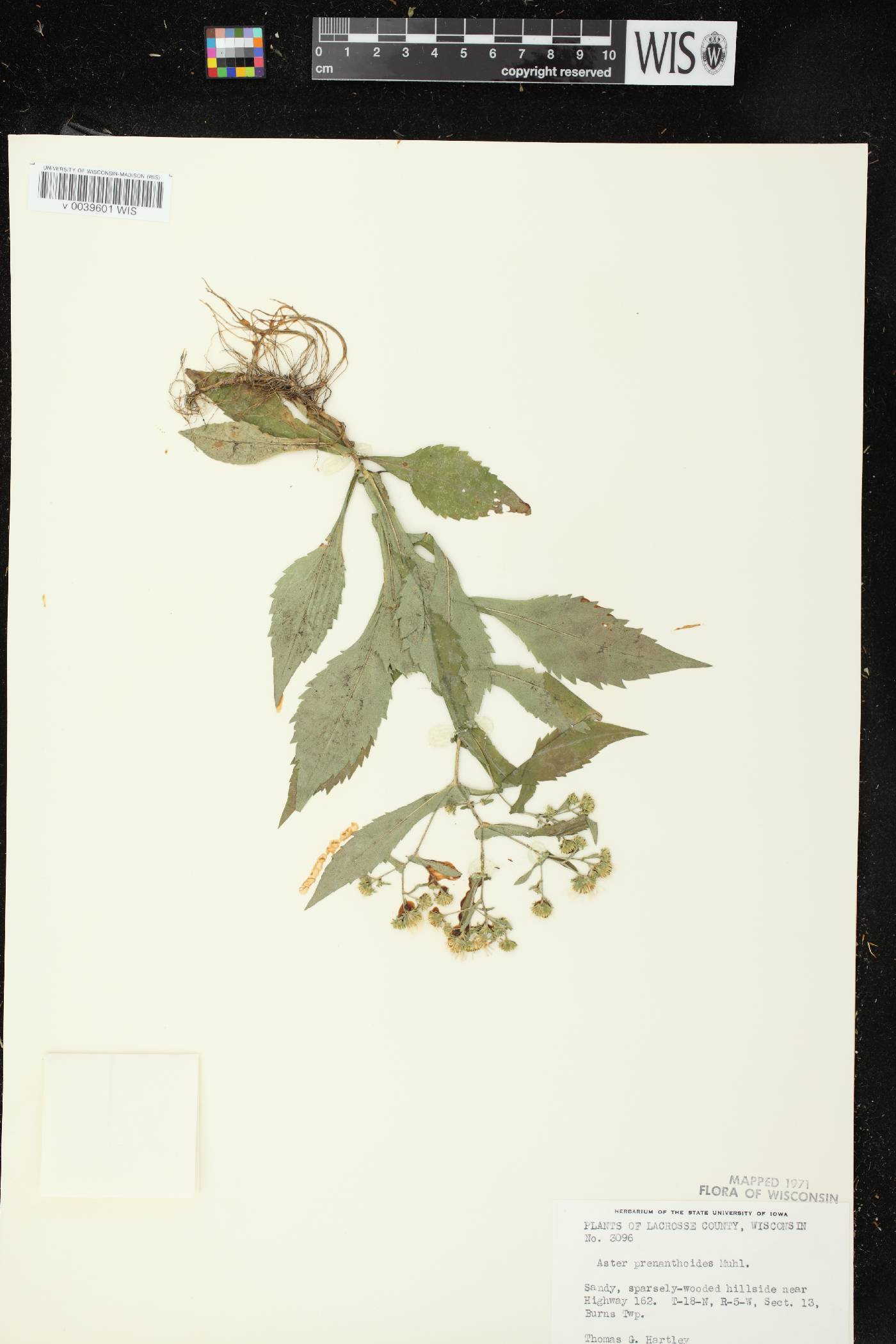 Symphyotrichum prenanthoides image