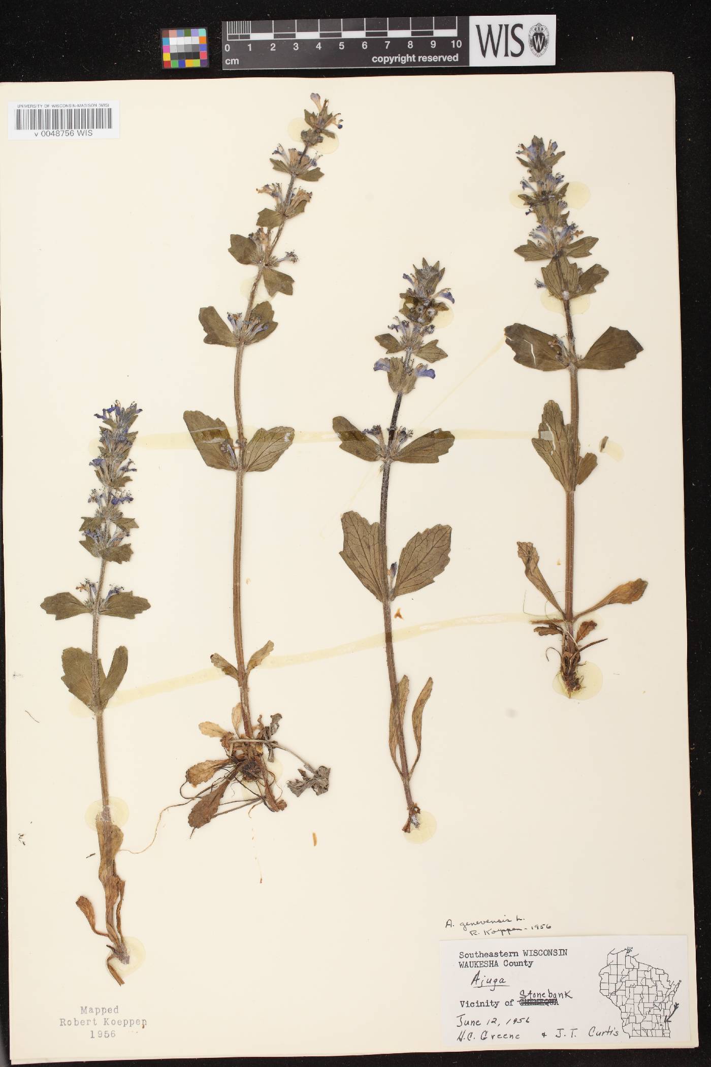 Ajuga genevensis image