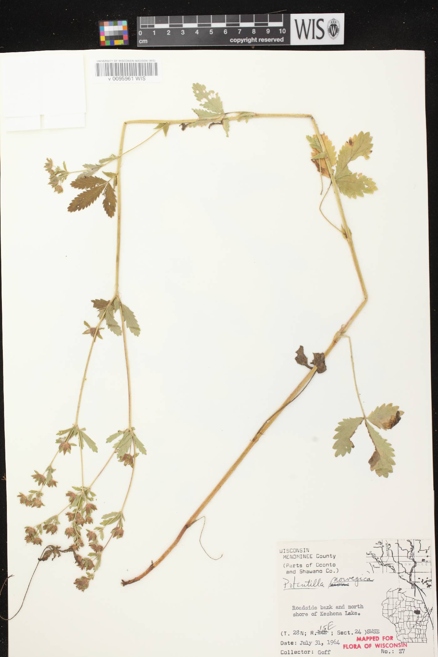 Potentilla norvegica image