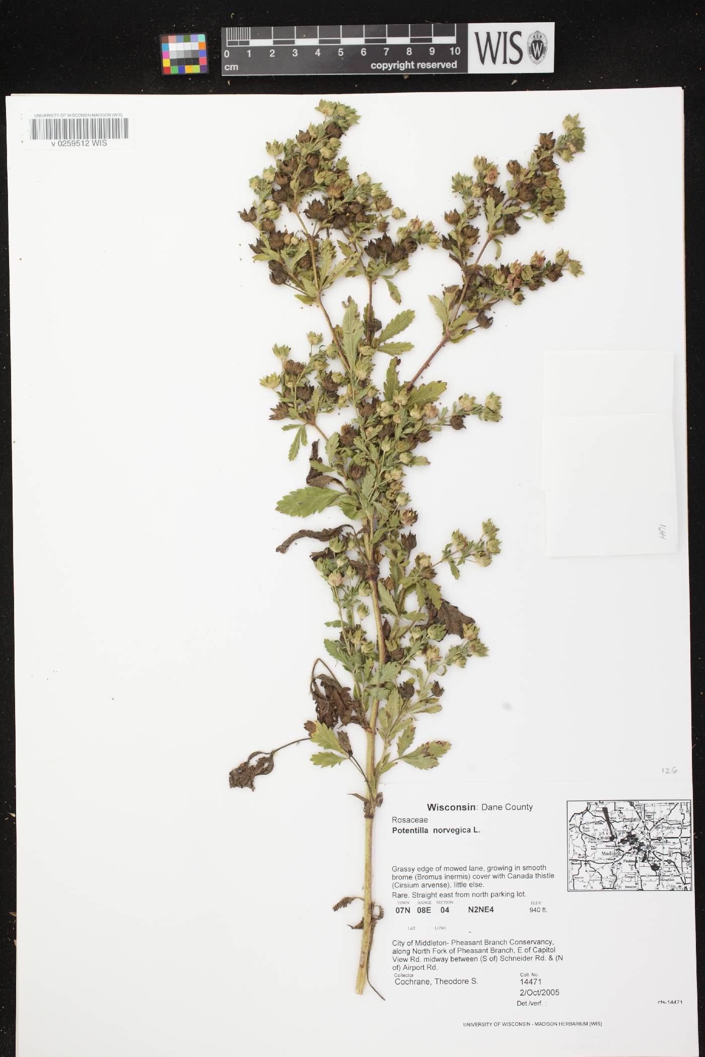 Potentilla norvegica image