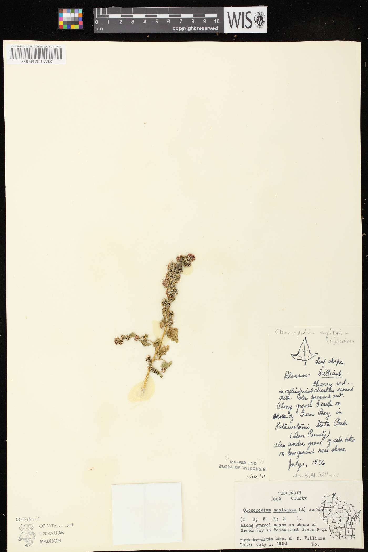 Chenopodium capitatum image