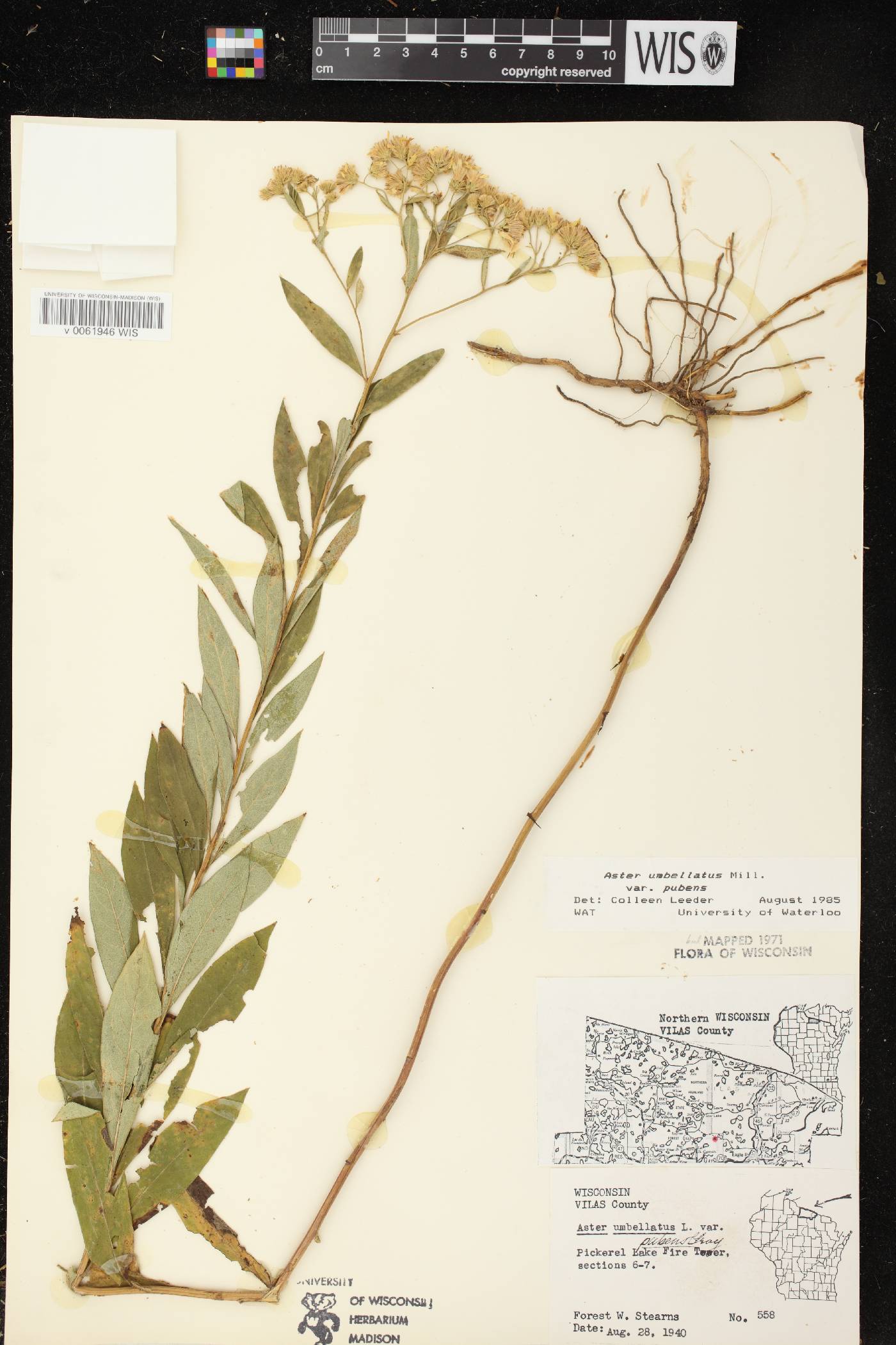 Doellingeria umbellata var. pubens image