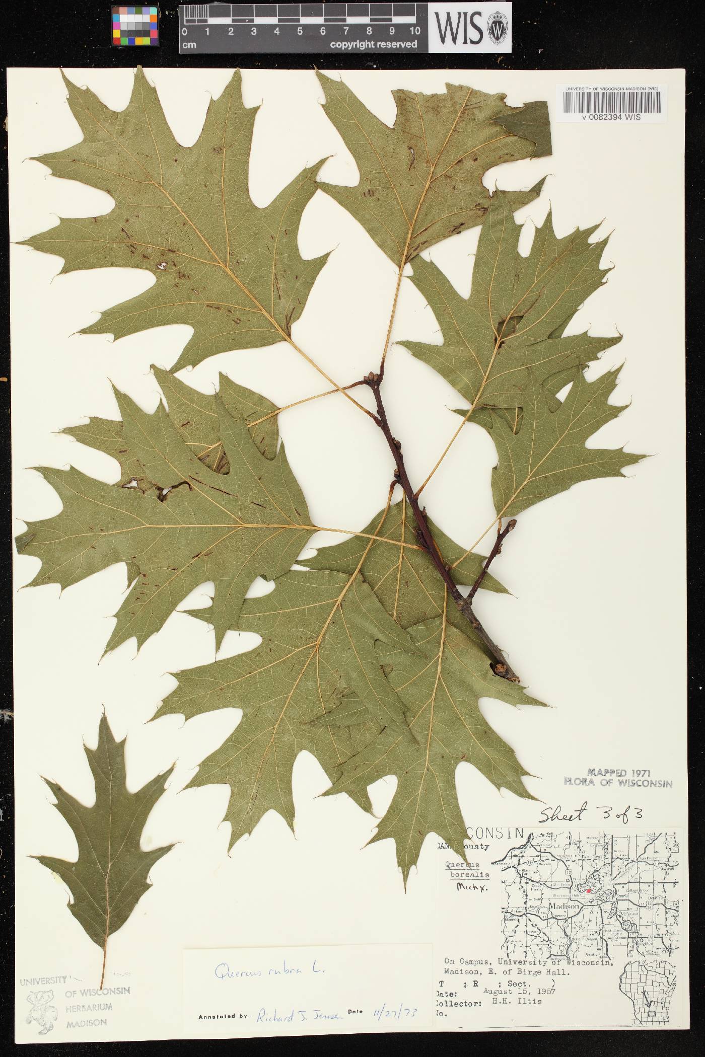 Quercus rubra image