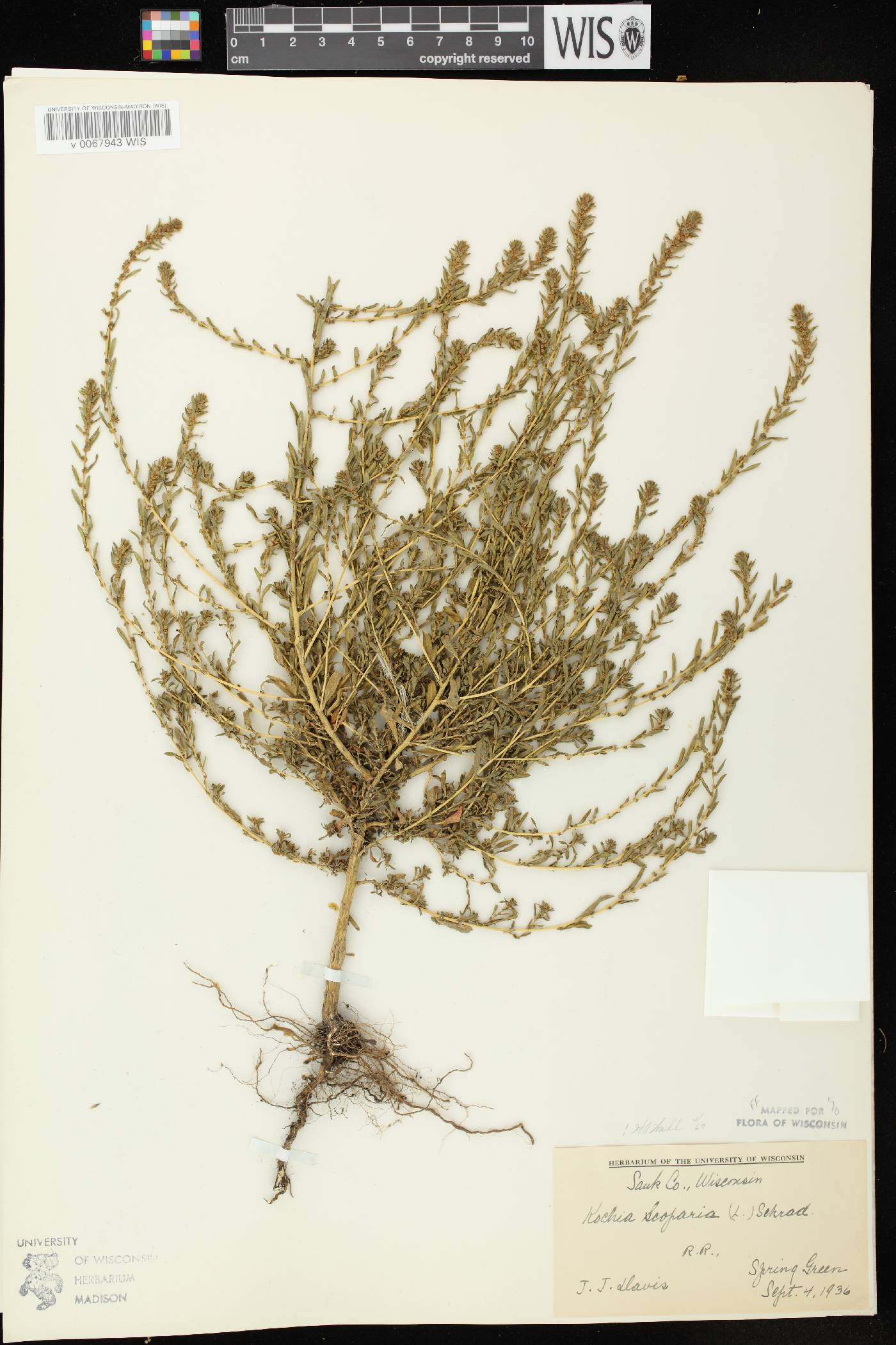 Bassia scoparia image