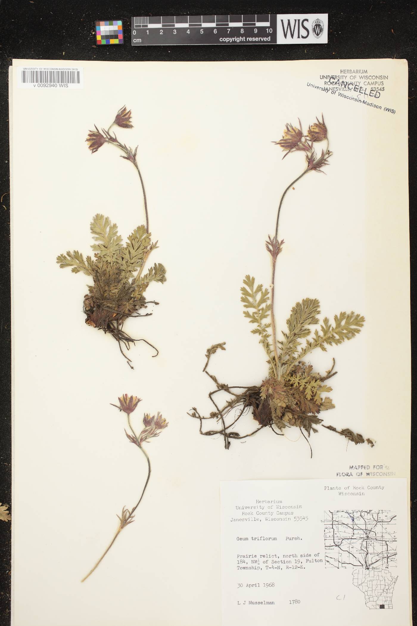 Geum triflorum var. triflorum image