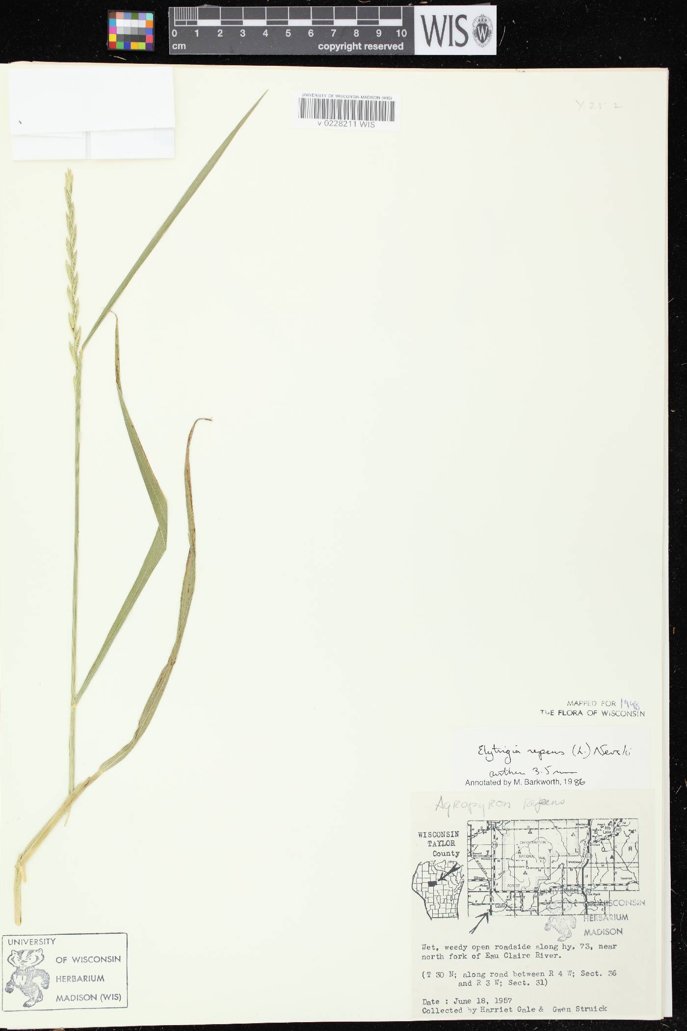 Elymus repens image