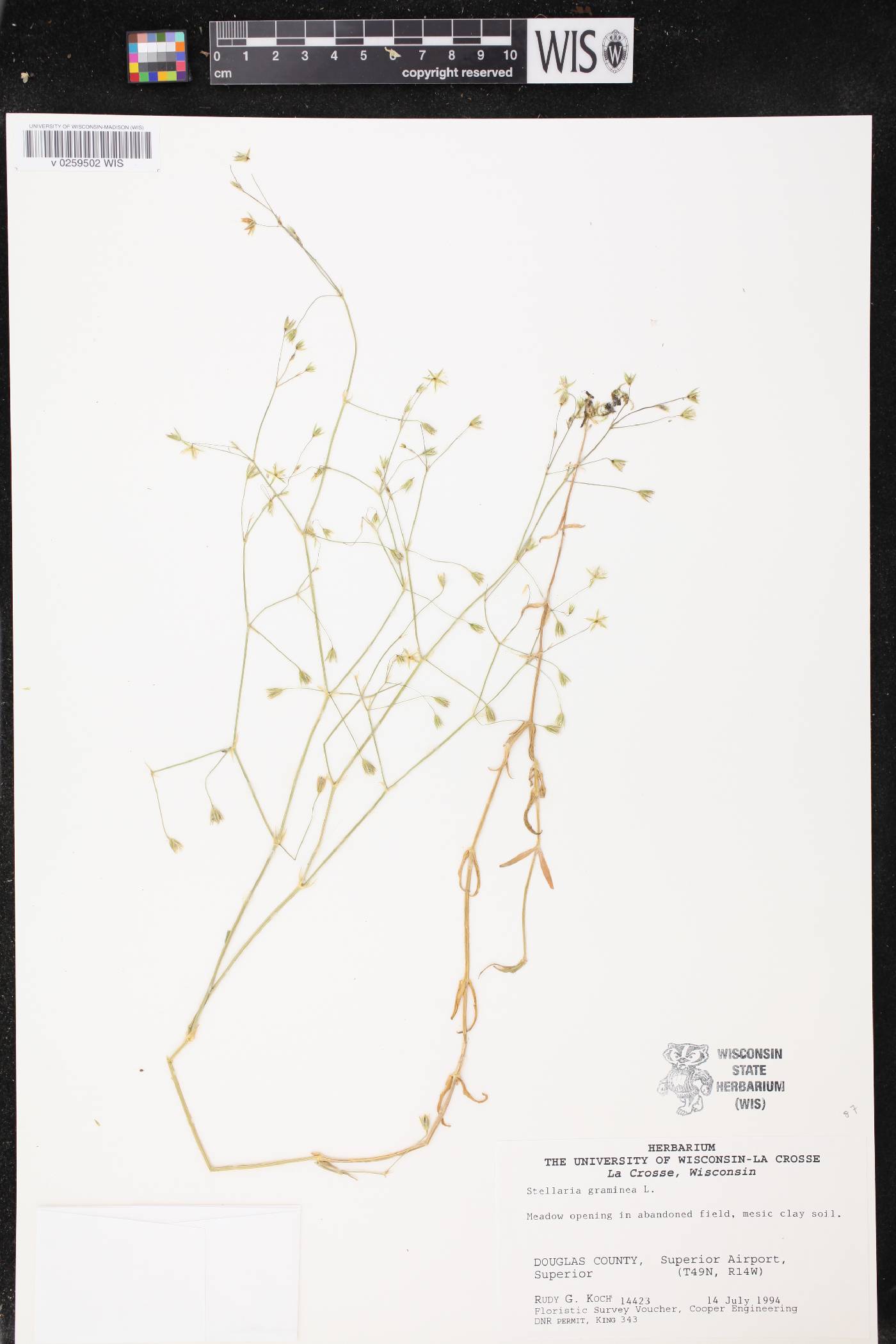Stellaria graminea image