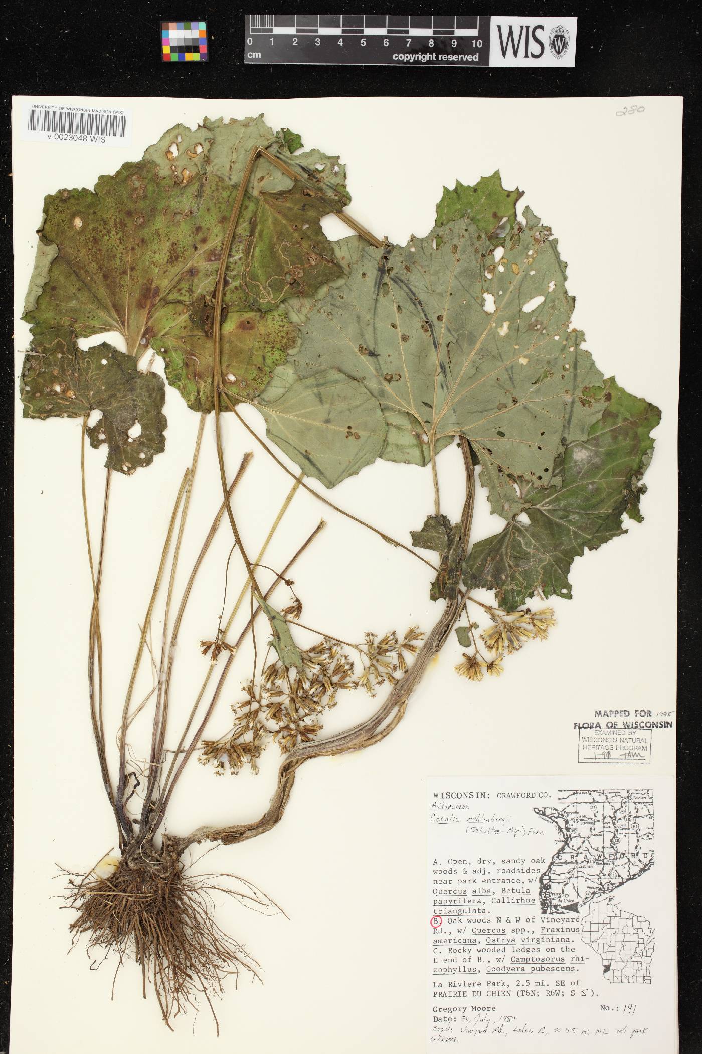 Arnoglossum reniforme image