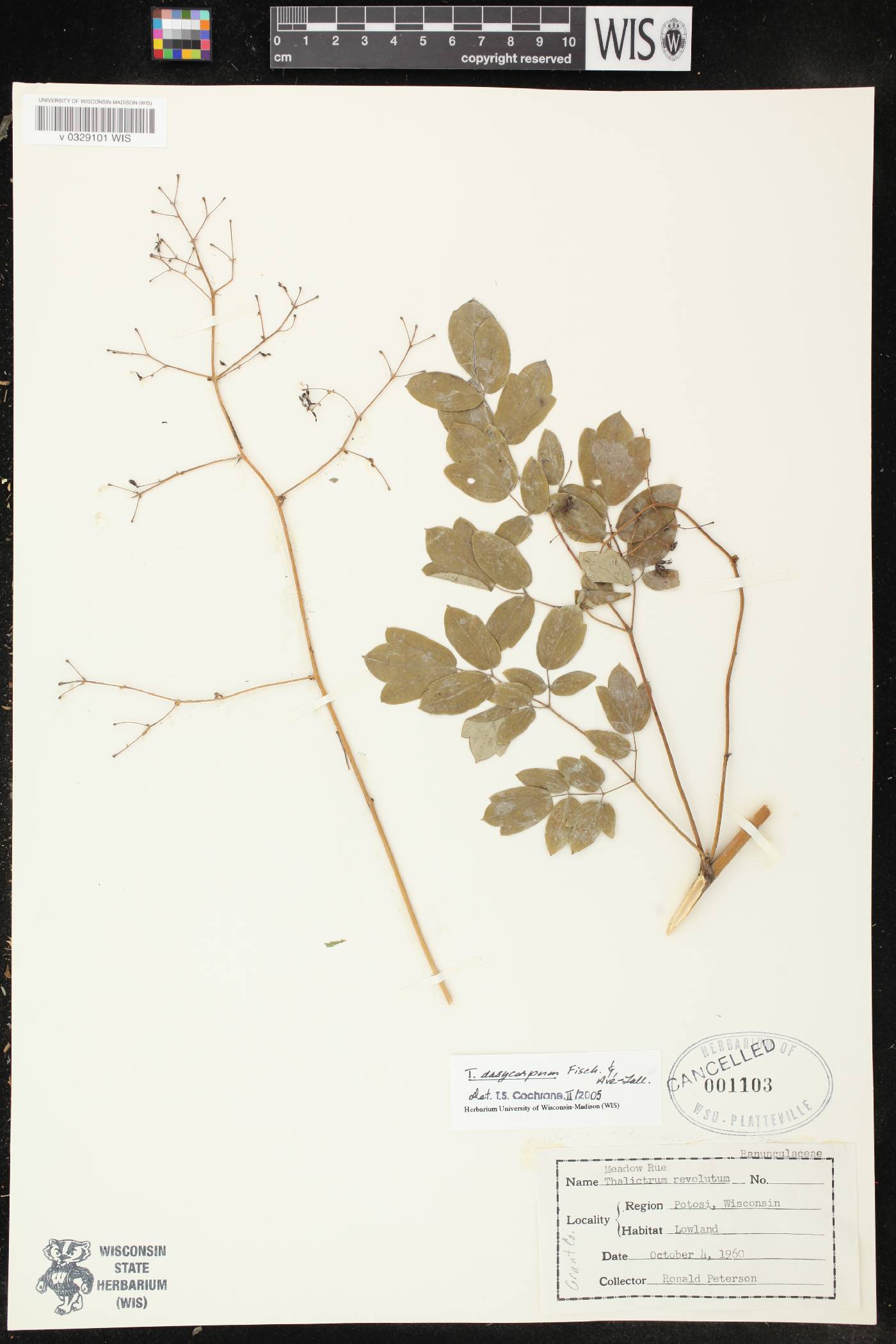 Thalictrum dasycarpum image