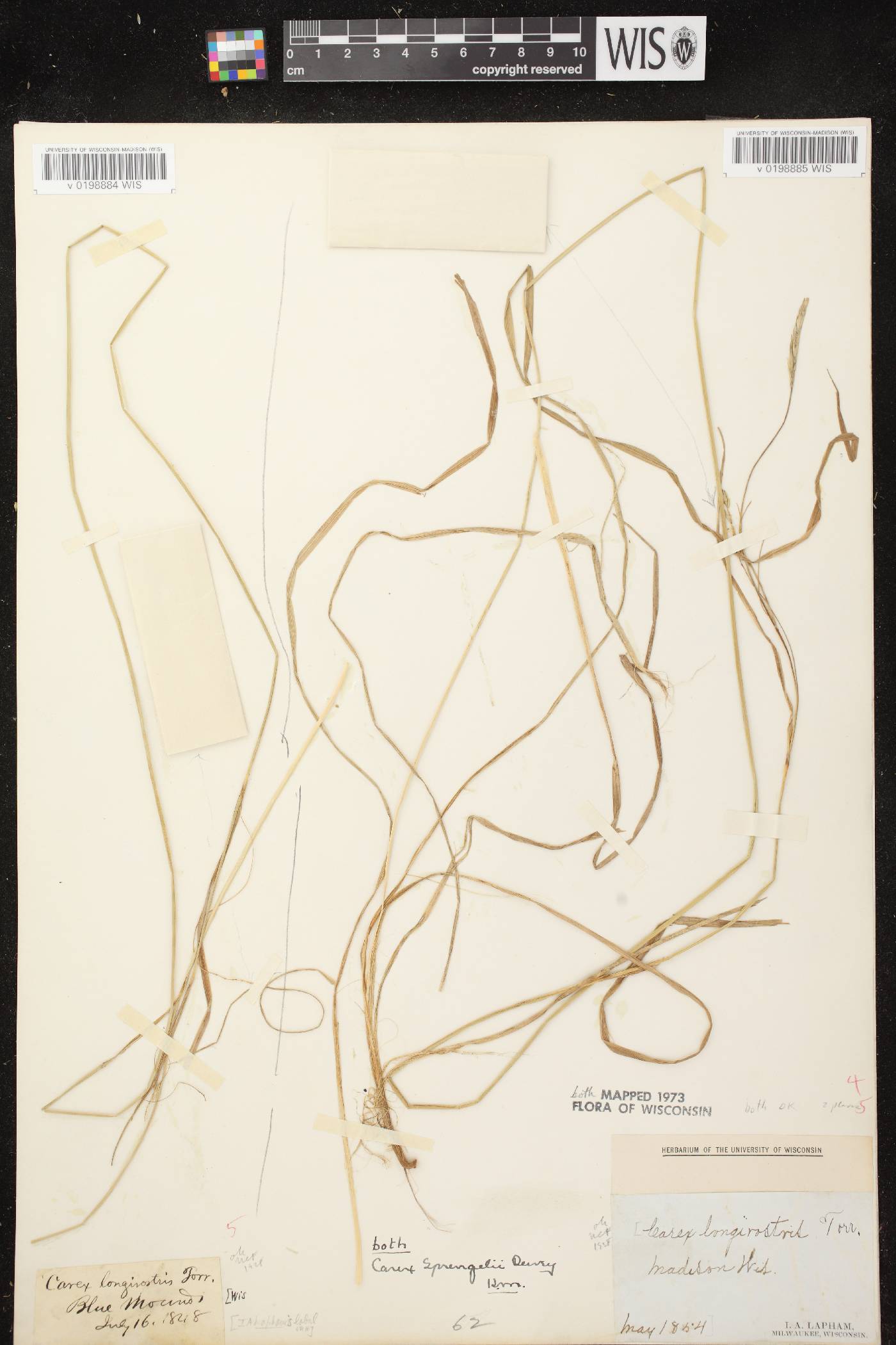 Carex sprengelii image
