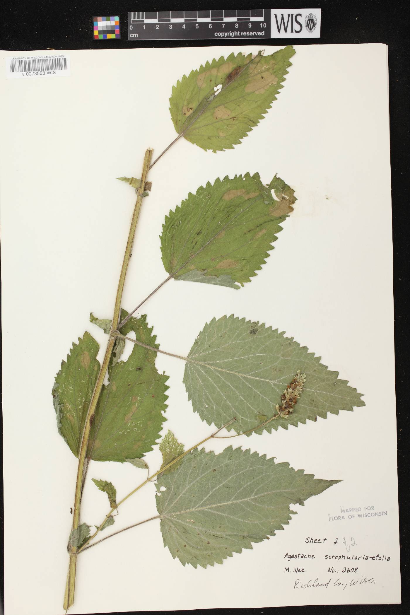 Agastache scrophulariifolia image