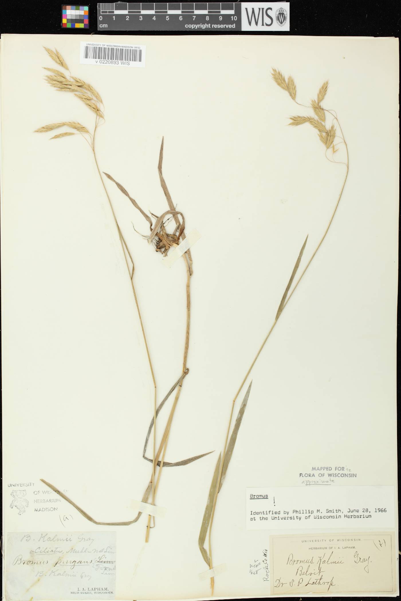 Bromus kalmii image