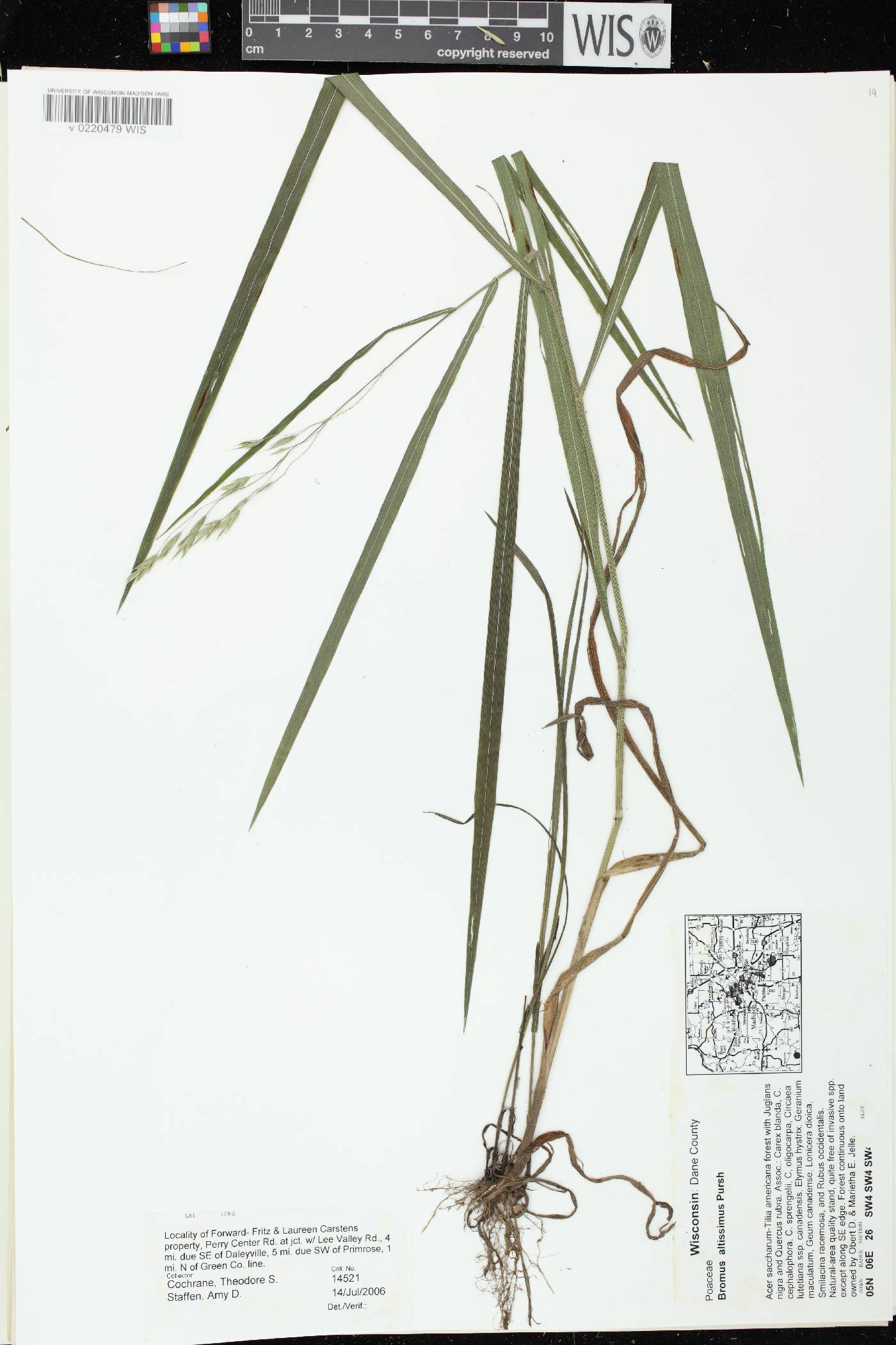 Bromus latiglumis image