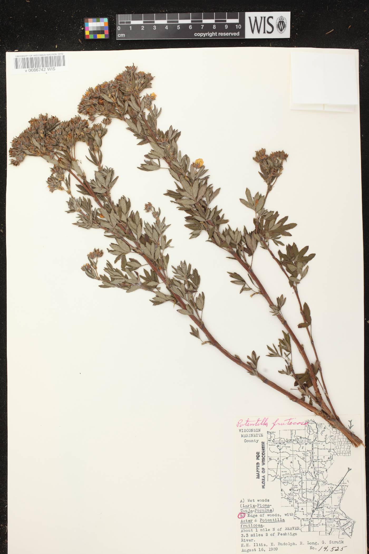 Dasiphora fruticosa image